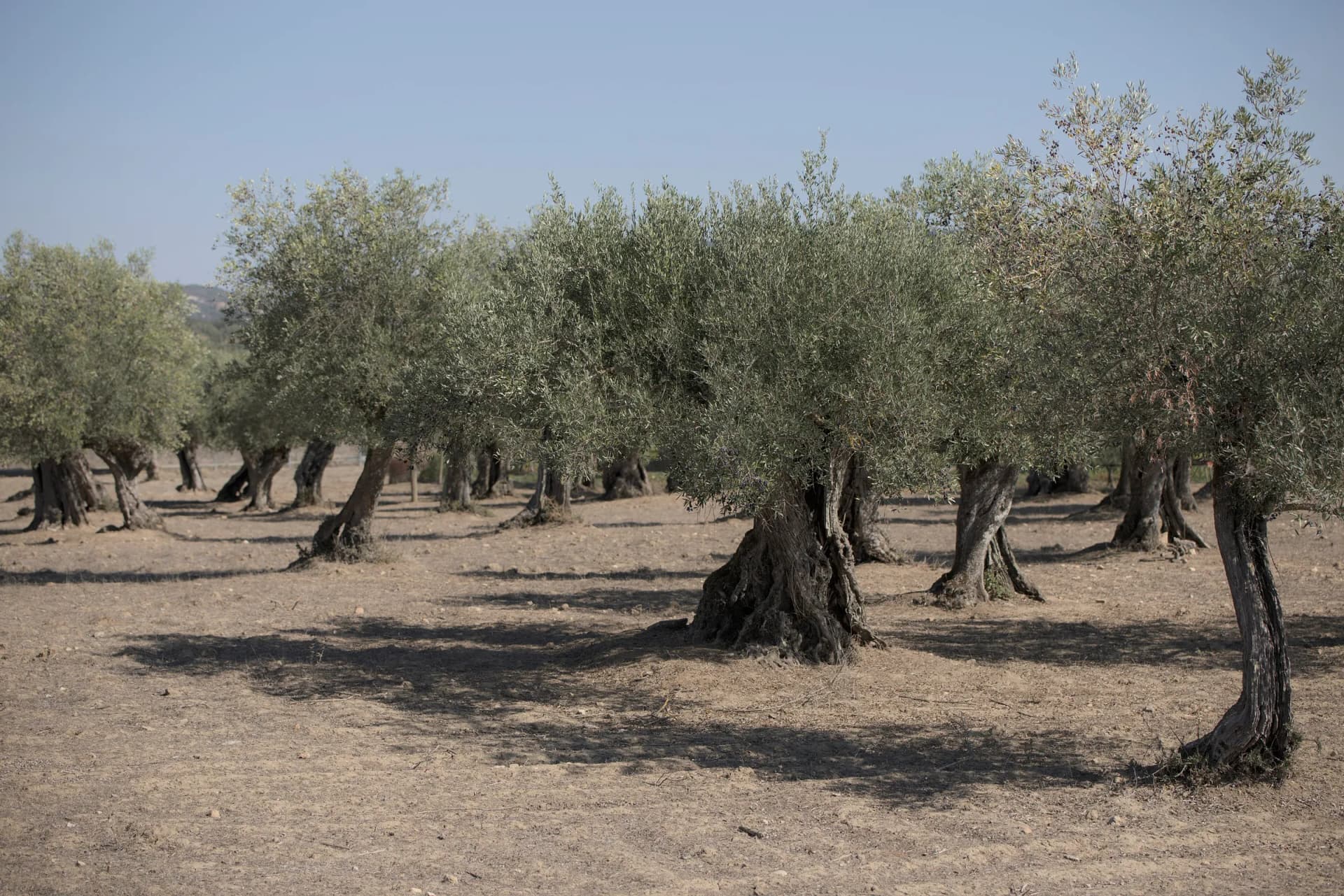 Mature olive trees on bare soil, with the hills behind