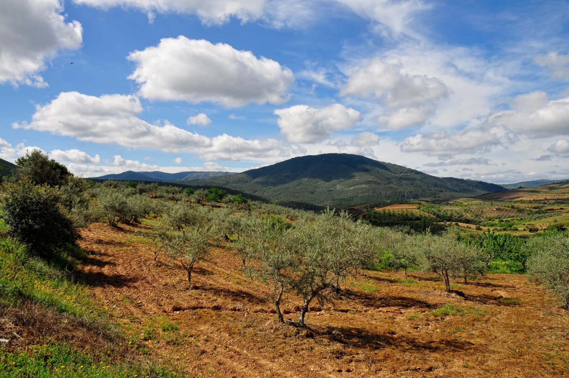 Olive trees in rows on freshly tilled red earth under a cloudy sky