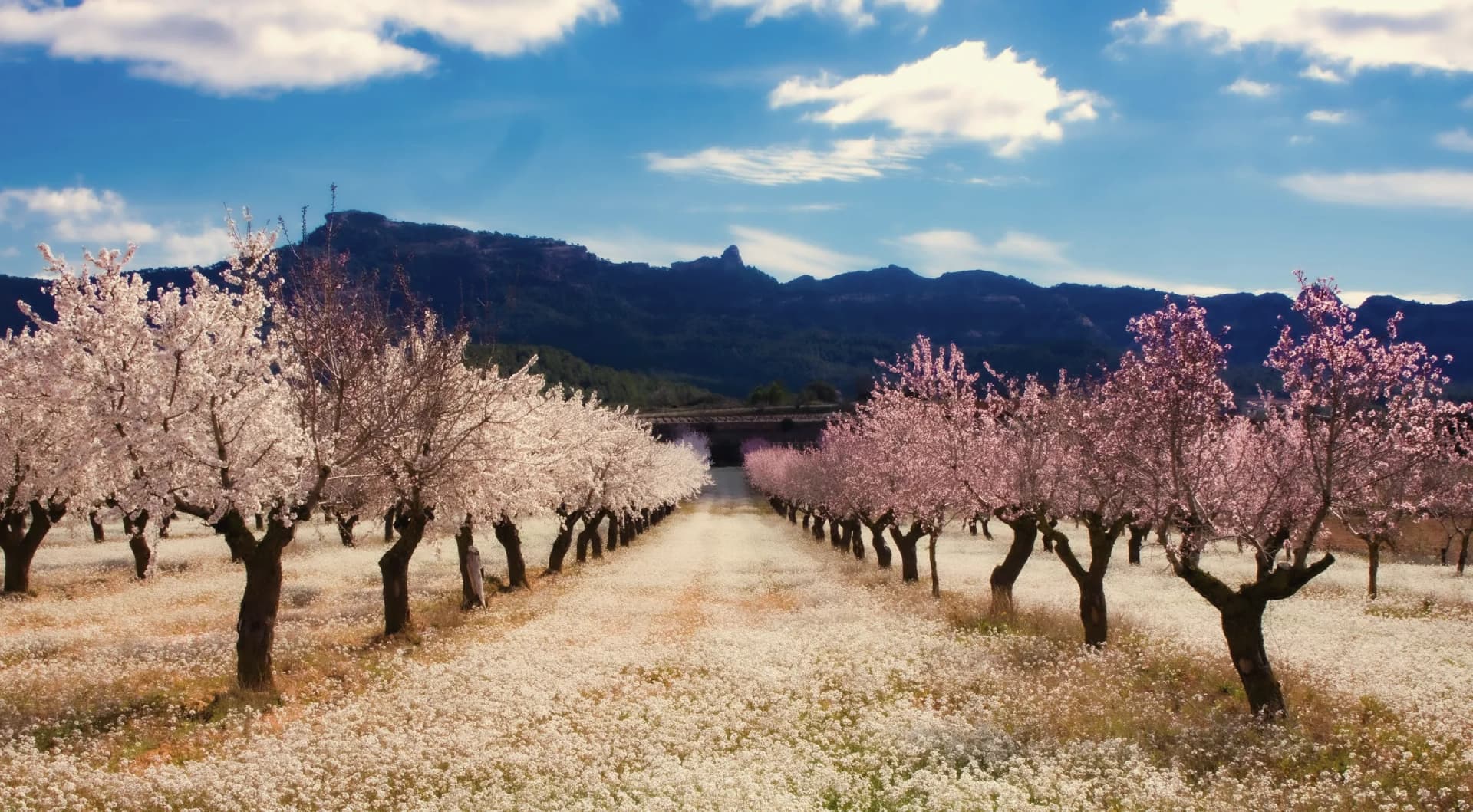 Calle de almendros en flor con la sierra al fondo
