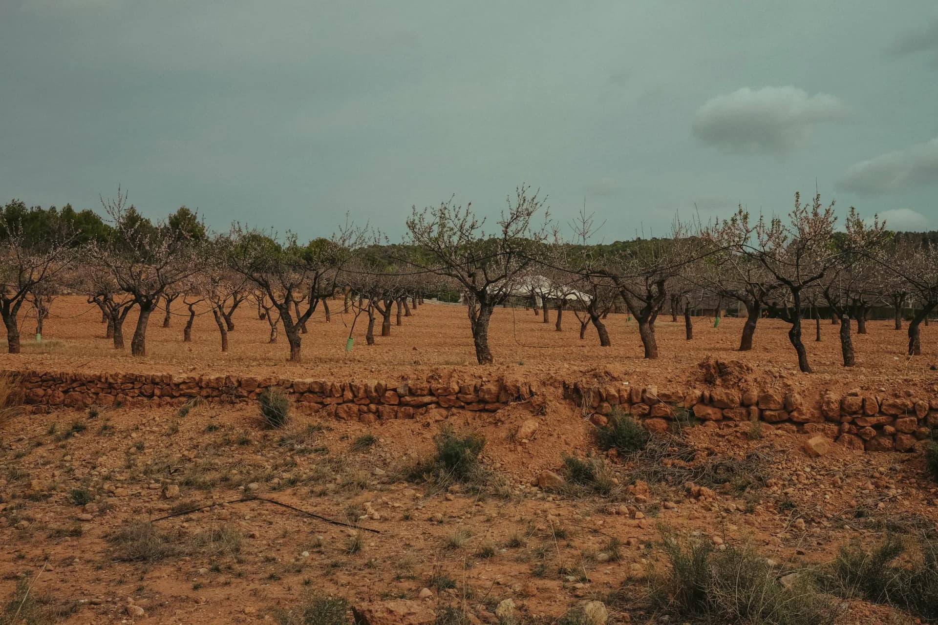 Almendros en invierno sobre tierra roja