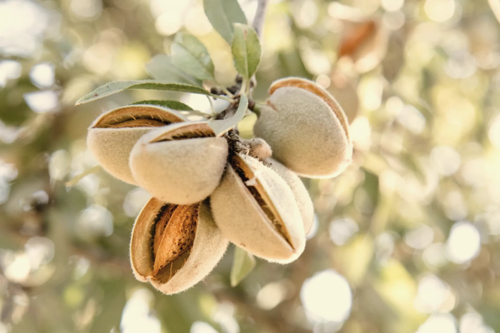 Almendras abiertas en la rama, listas para varear