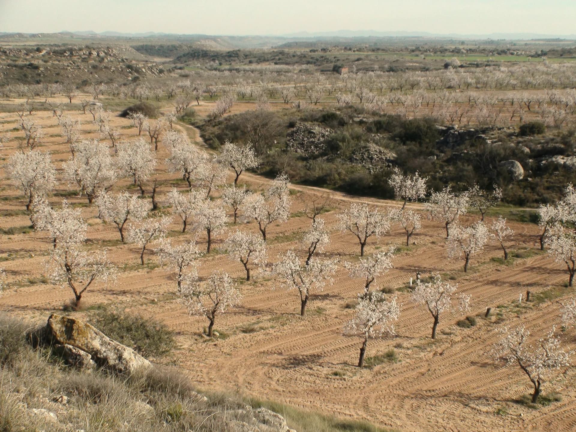 Almendros en flor sobre bancales de tierra en una loma seca