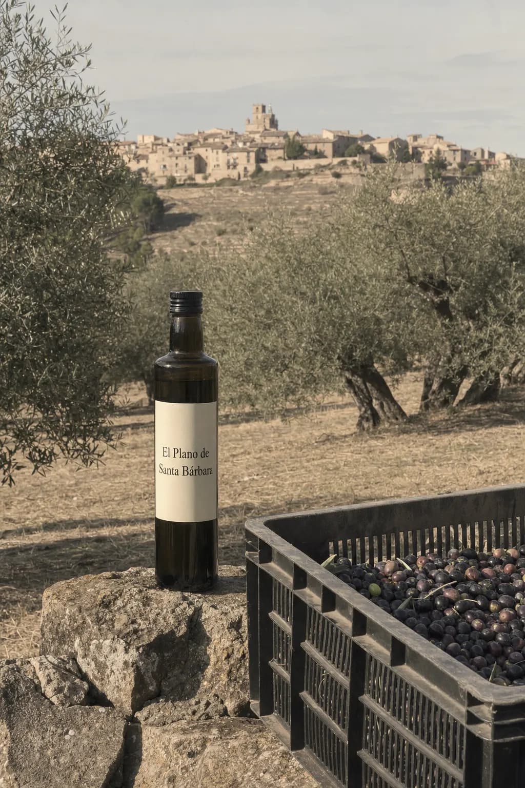 Bottle of El Plano de Santa Bárbara olive oil on a stone wall among olive trees in Calaceite