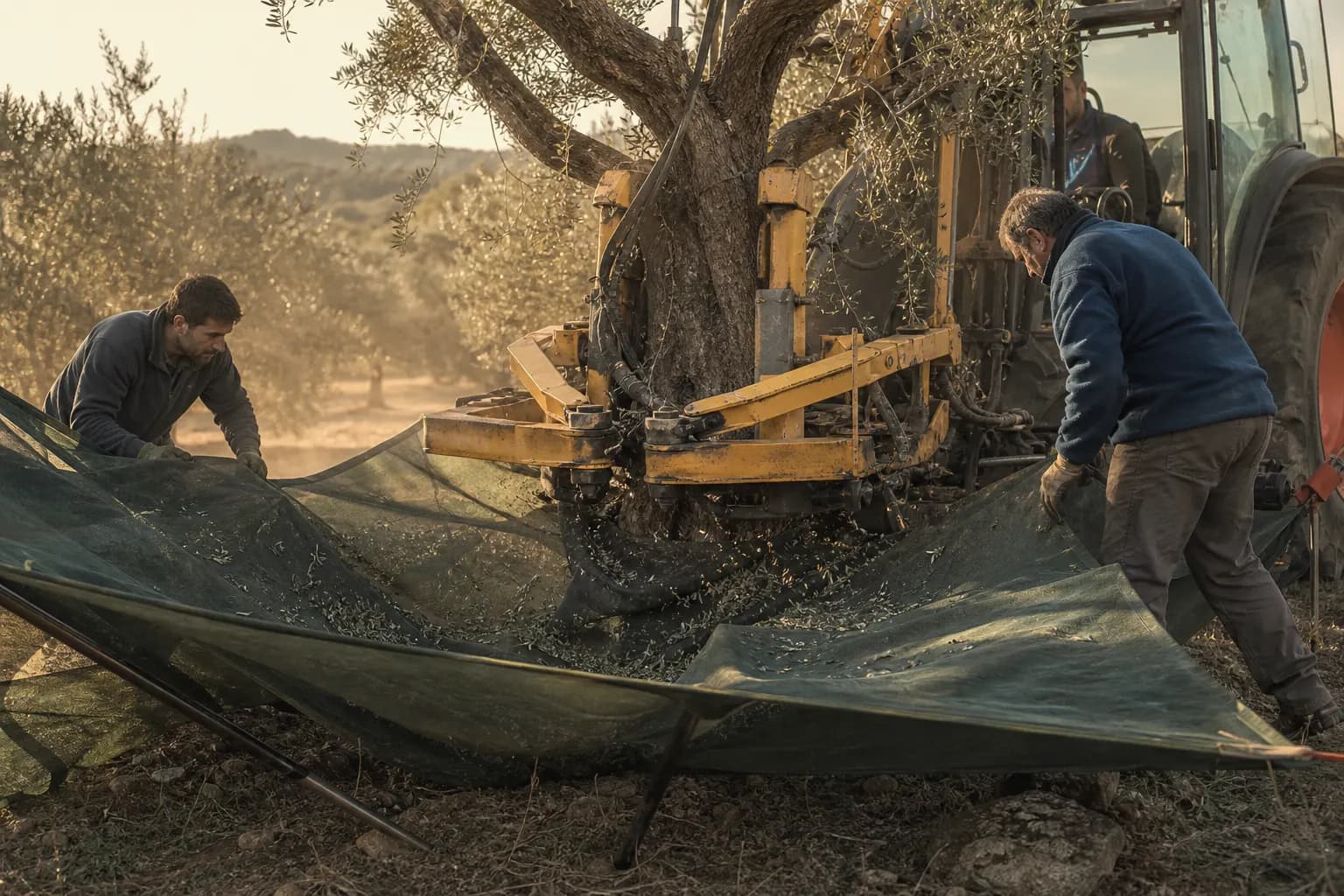 A trunk shaker vibrates an olive tree as an umbrella net catches the olives in Calaceite