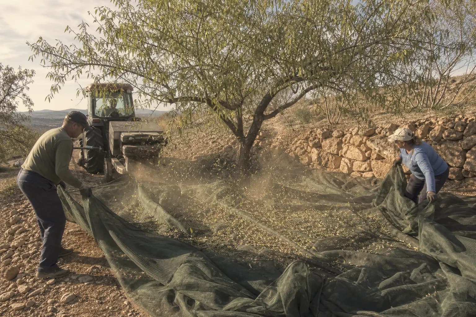 A shaker vibrates an almond tree and the almonds fall onto tarps