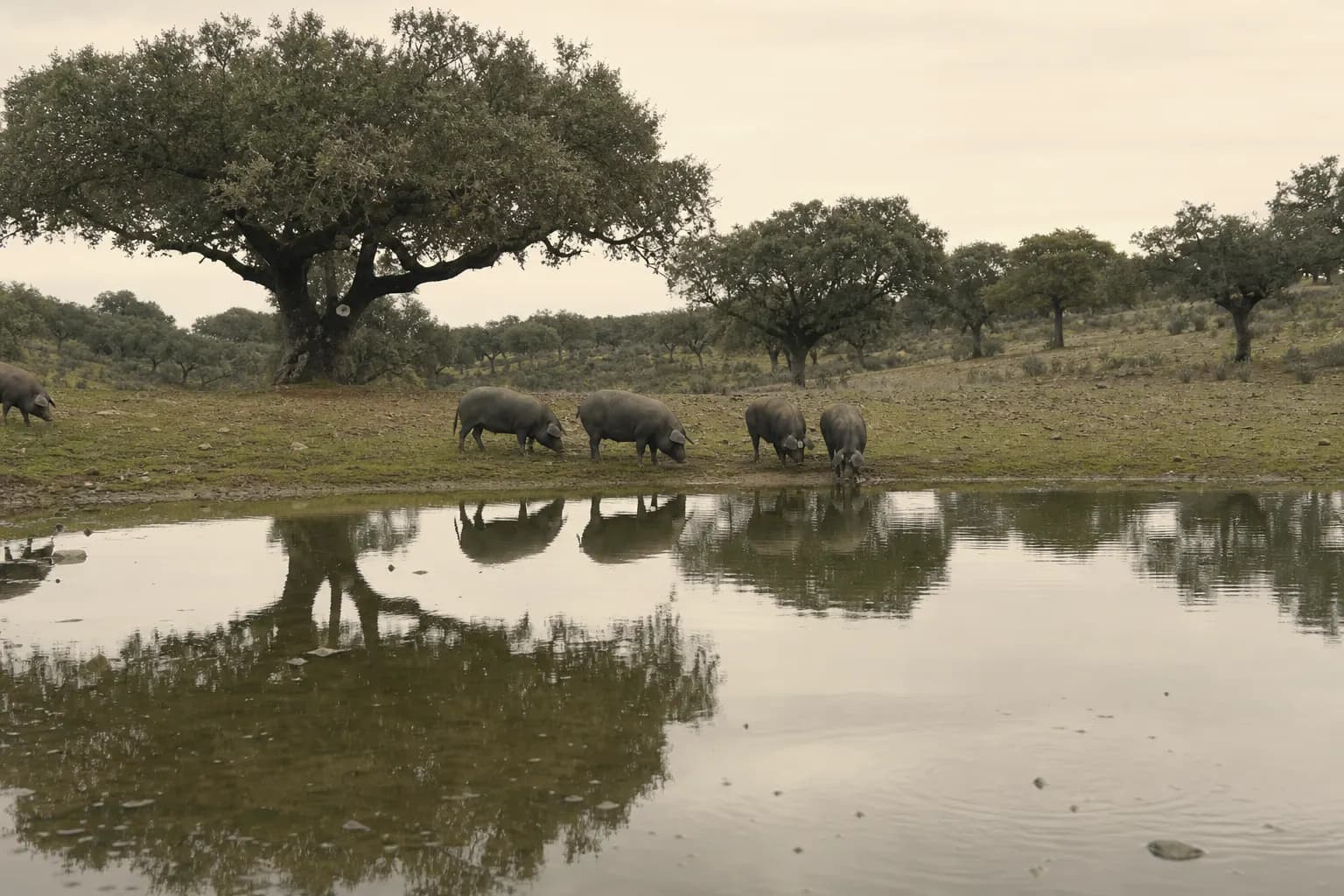 Iberian pigs drink at a rain pond among holm oaks