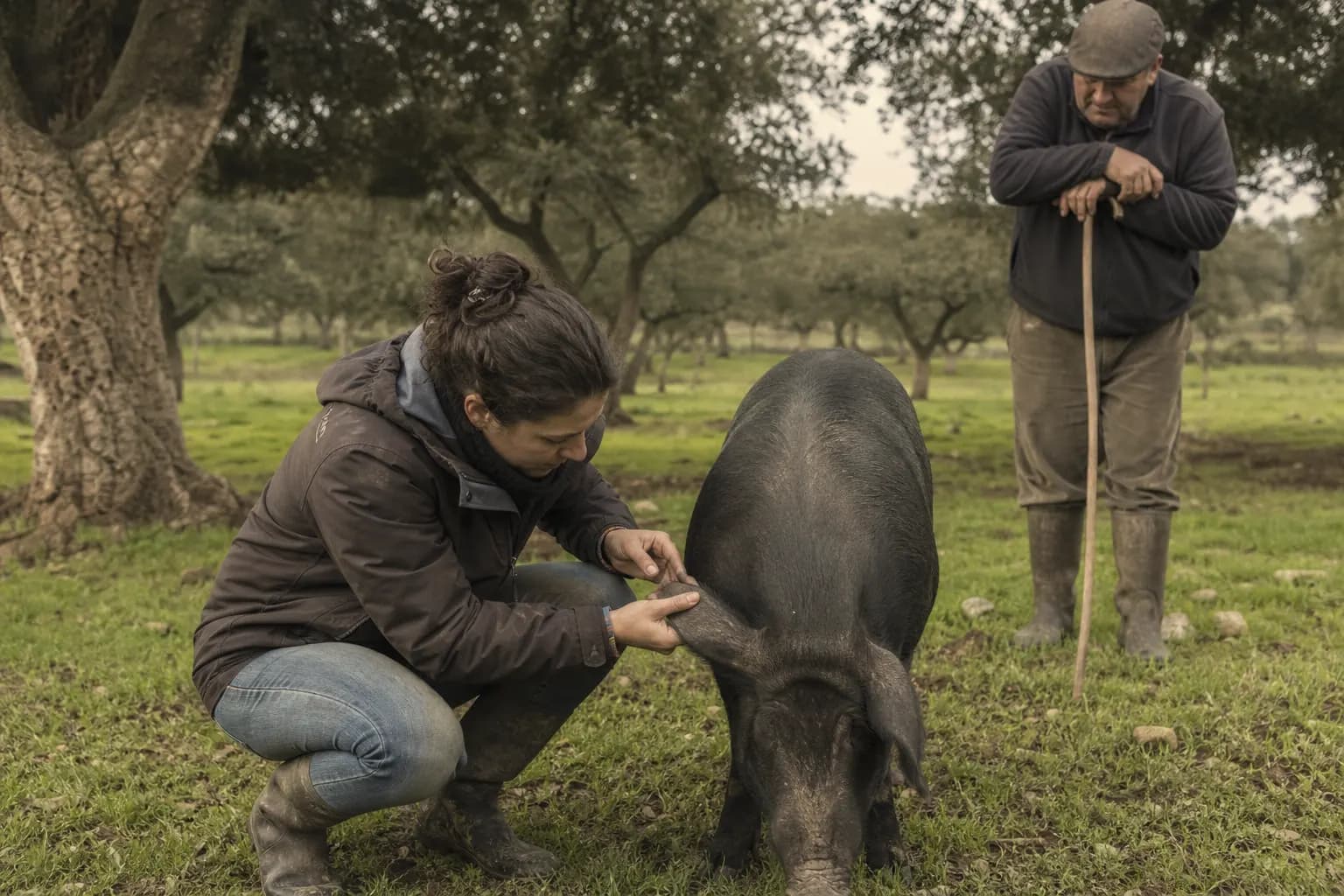 Celia Durán checks the ear of an Iberian sow as Agustín Lobato watches