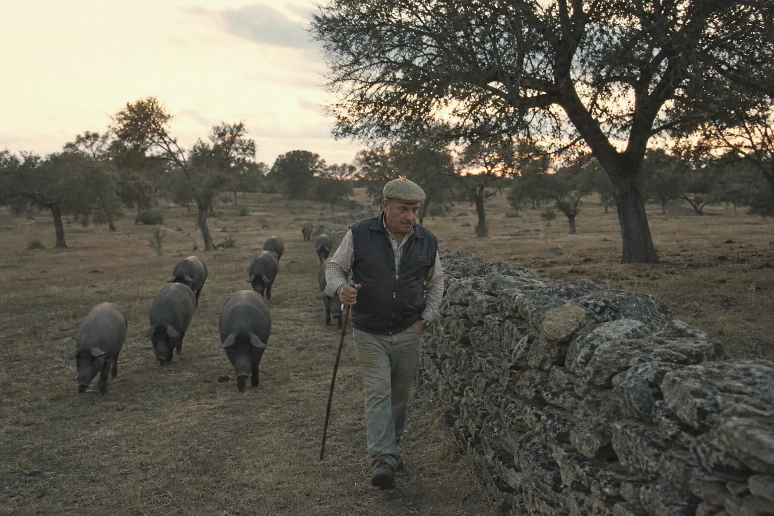 Agustín Lobato walks through the dehesa at dusk with the pigs behind