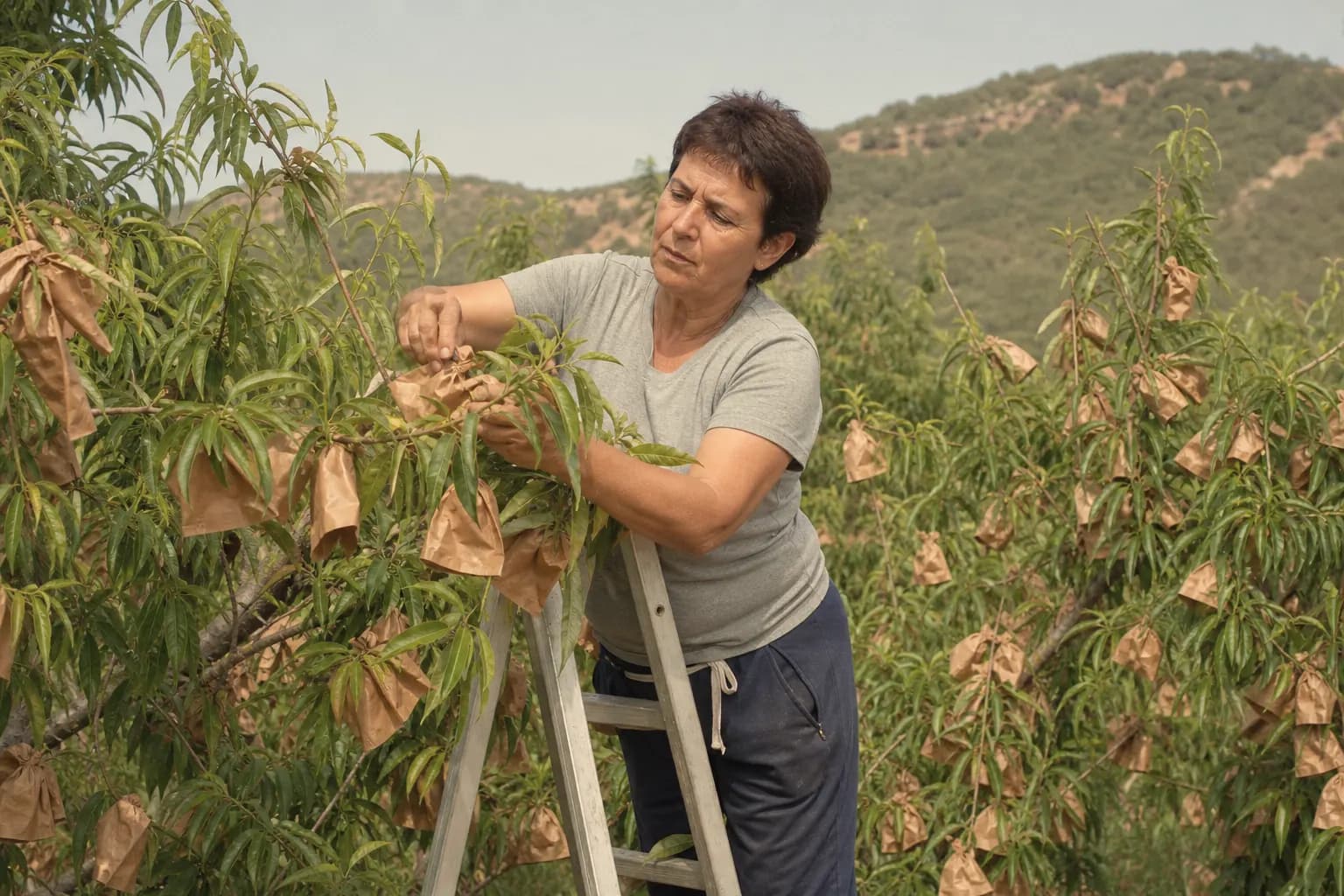 Carmen Nogués puts a paper bag over each peach on the tree in July