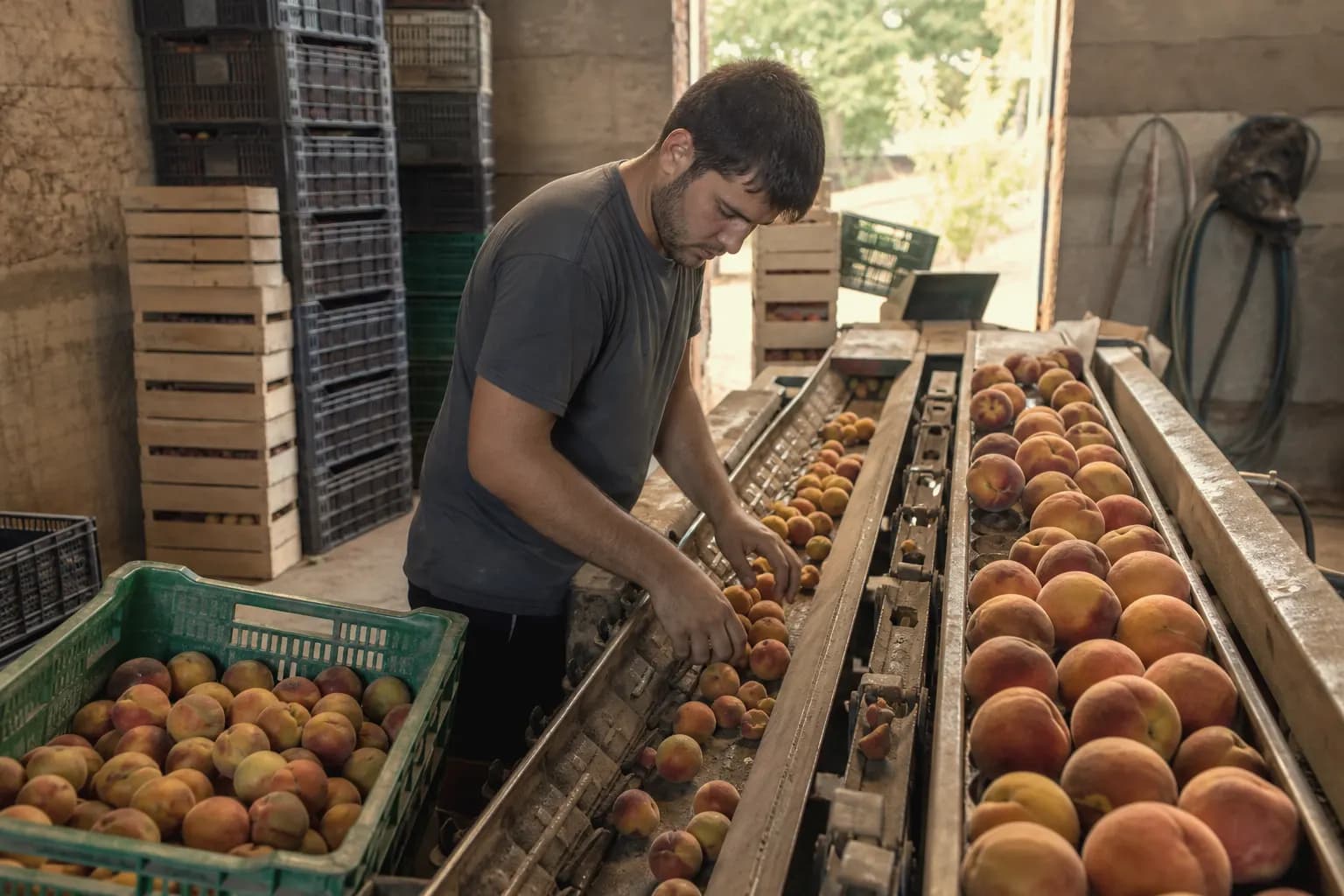 Álex Nogués sorts the peaches that are too small for the table