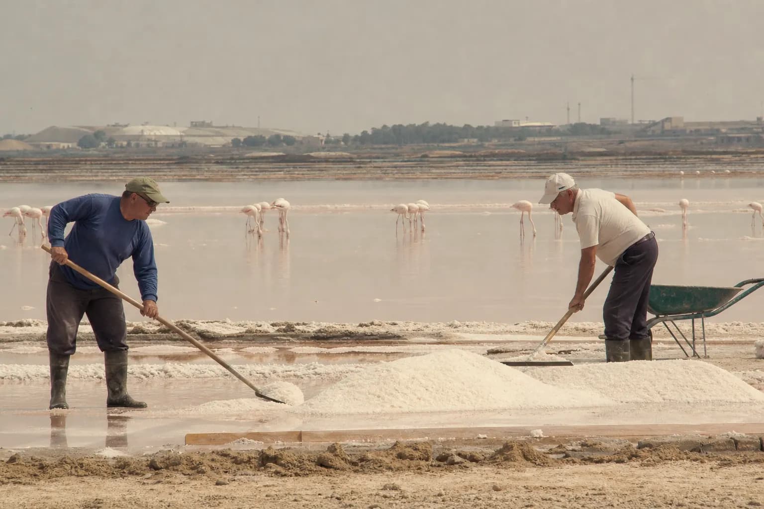 Workers heap salt at the pink Santa Pola salt pans with flamingos