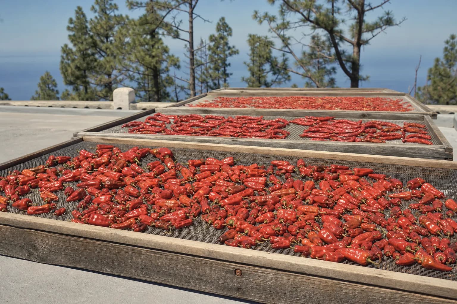 Peppers and palmera chillies drying in the sun on a roof in Puntagorda