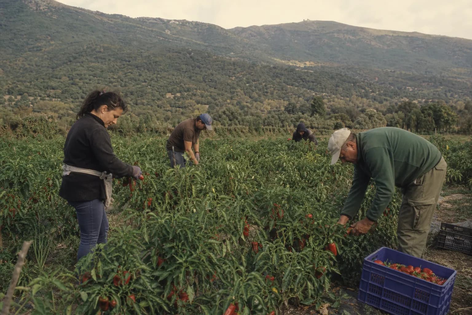 Picking red peppers by hand in a field in La Vera in October