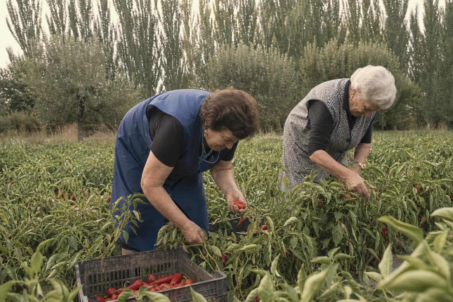 Pili Echarri and a neighbour pick the red piquillo peppers by hand in September