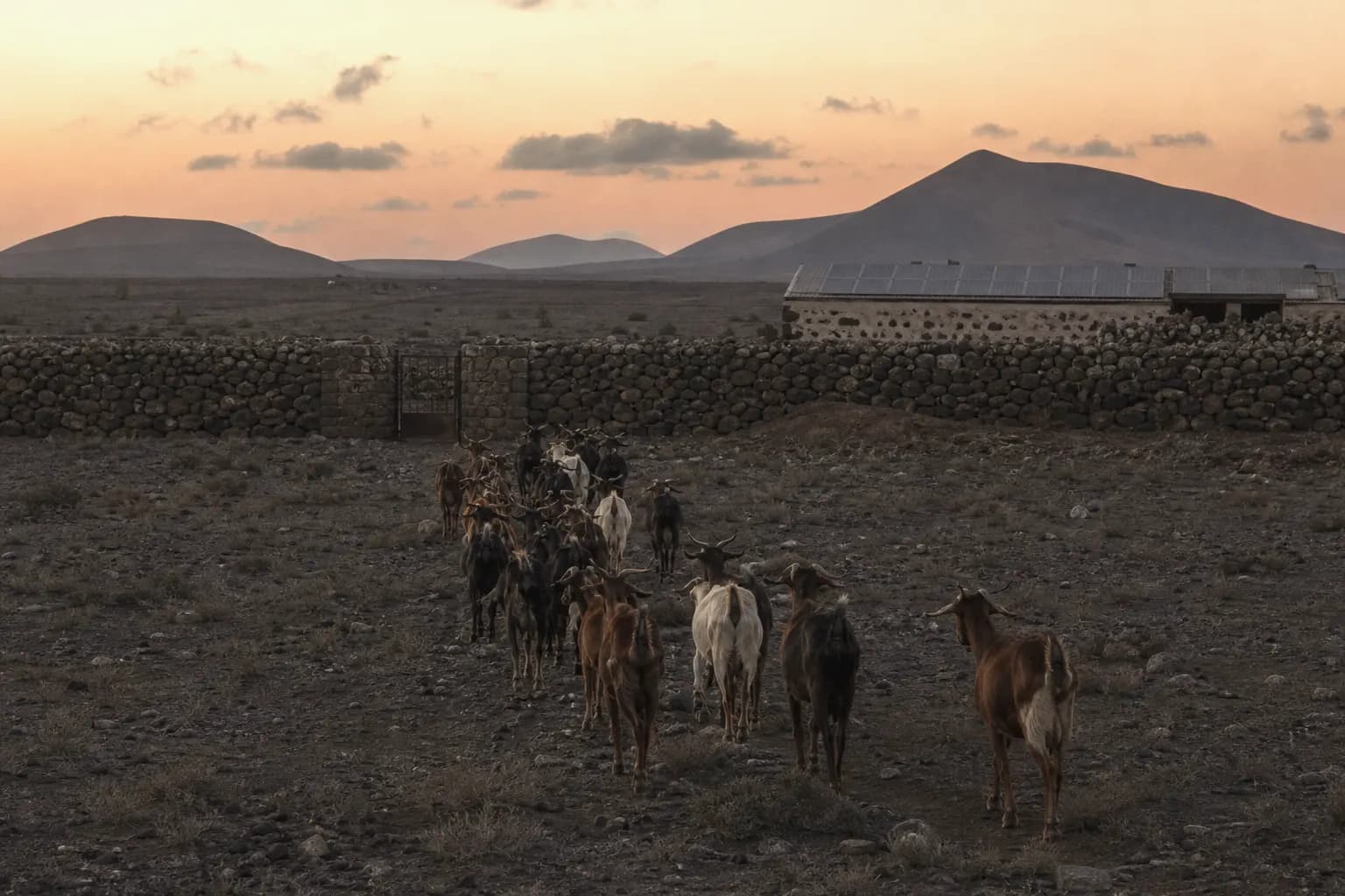 Goats return on their own to the corral at dusk past the dairy's solar panels