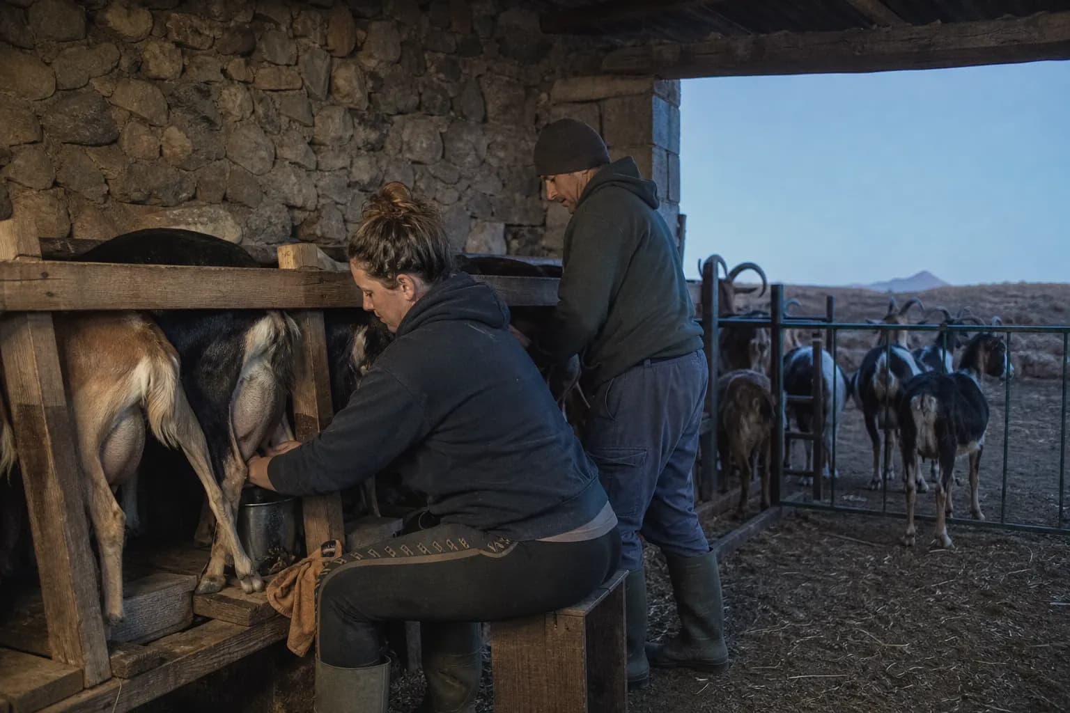 Nayra and Echedey milk the goats at dawn before they go out to graze