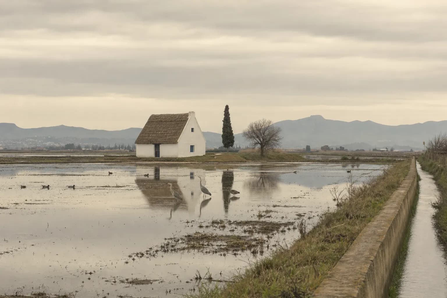 Flooded winter rice fields near Sueca with herons and a thatched cottage