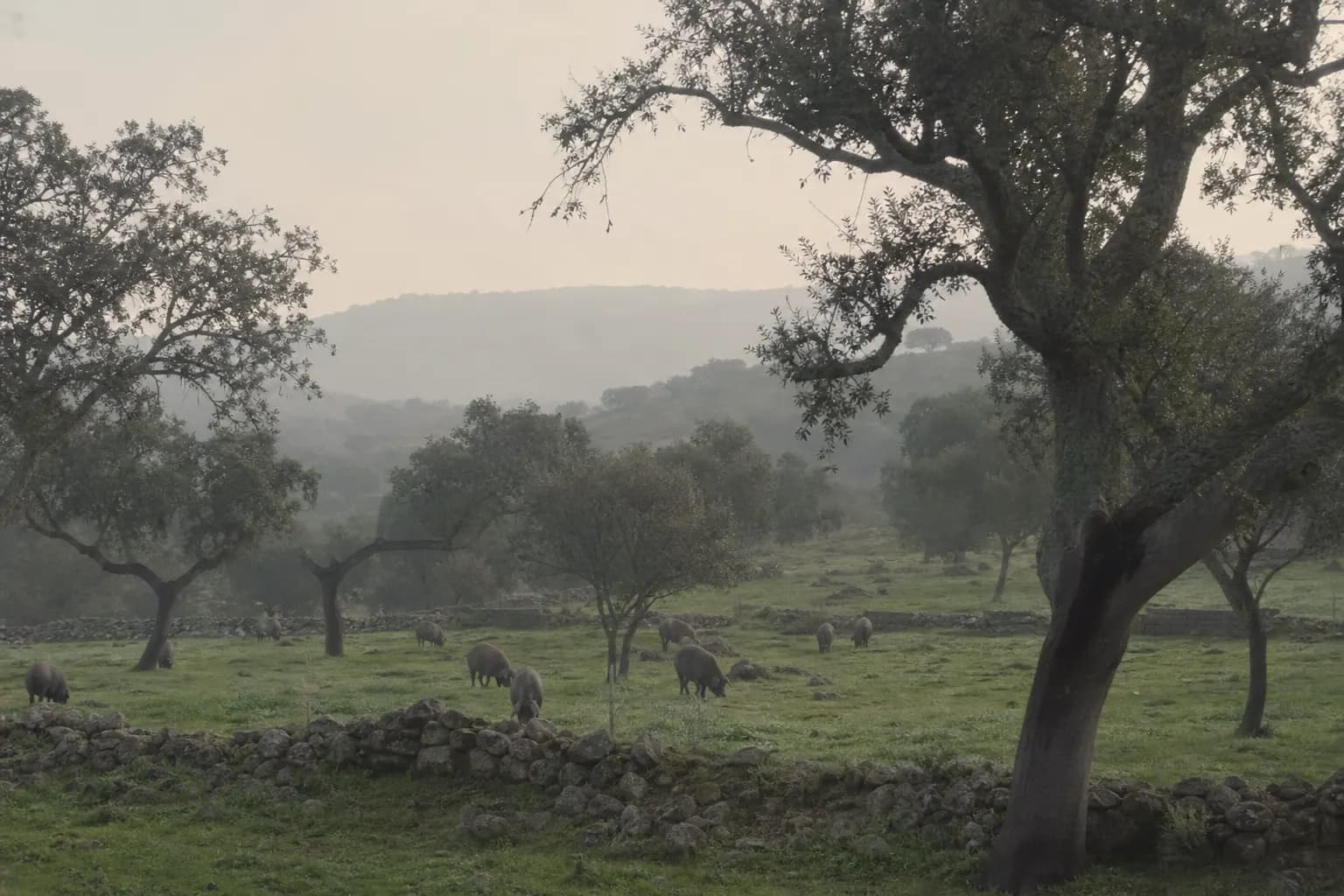 Holm oak dehesa near Fregenal de la Sierra with Iberian pigs in the distance