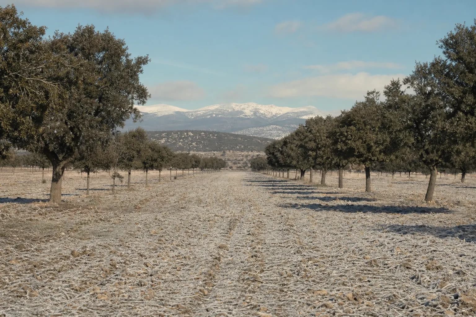 Rows of frosty truffle oaks in Sarrión with snowy Javalambre behind