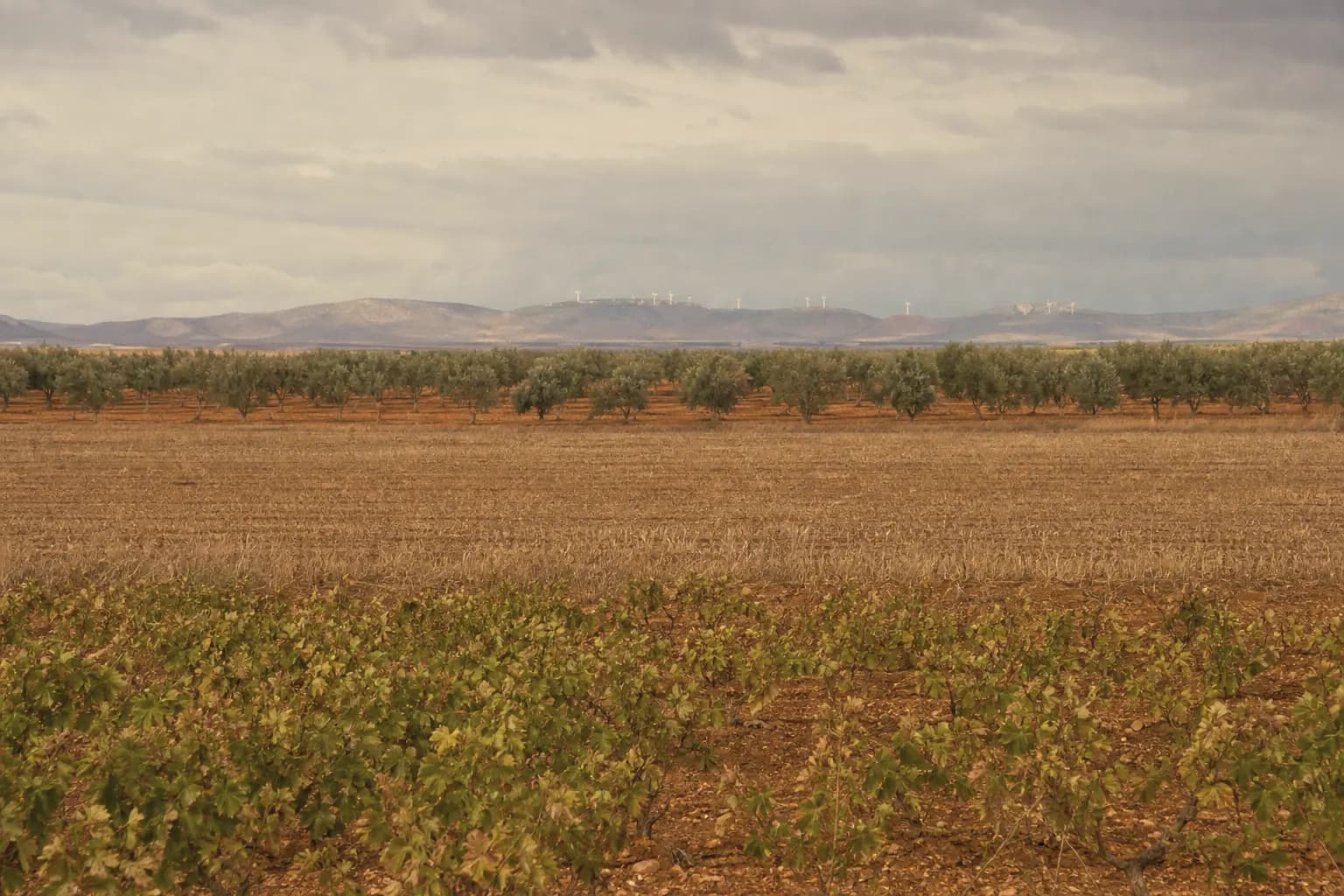 The plain of La Mancha with vineyards, stubble and windmills in the distance