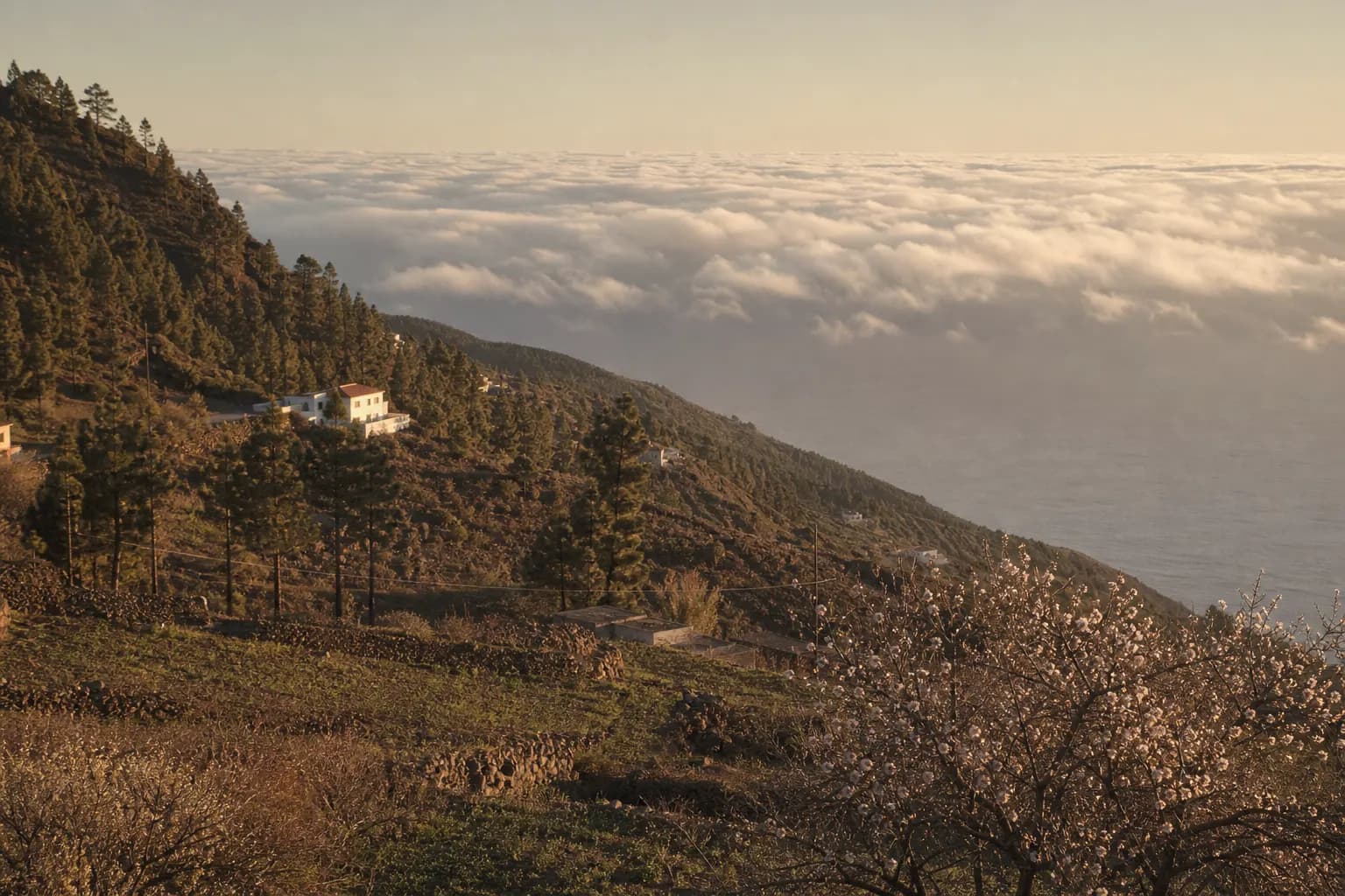 Canary pines and almond trees above the Atlantic in Puntagorda, La Palma