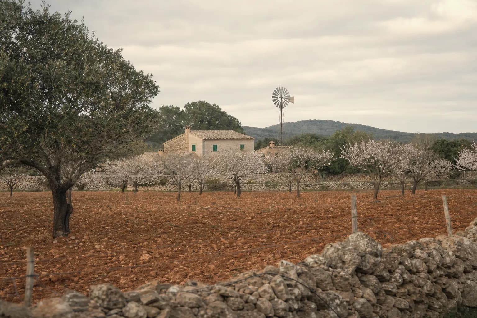 Almond and carob trees between dry stone walls in the Pla de Mallorca