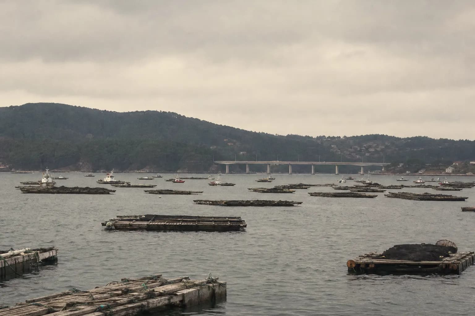 Hundreds of mussel rafts on the ria de Arousa seen from the island pier