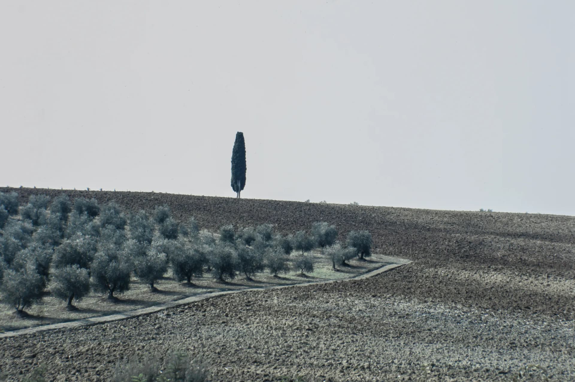 A band of olive trees on ploughed earth, with a cypress against the sky