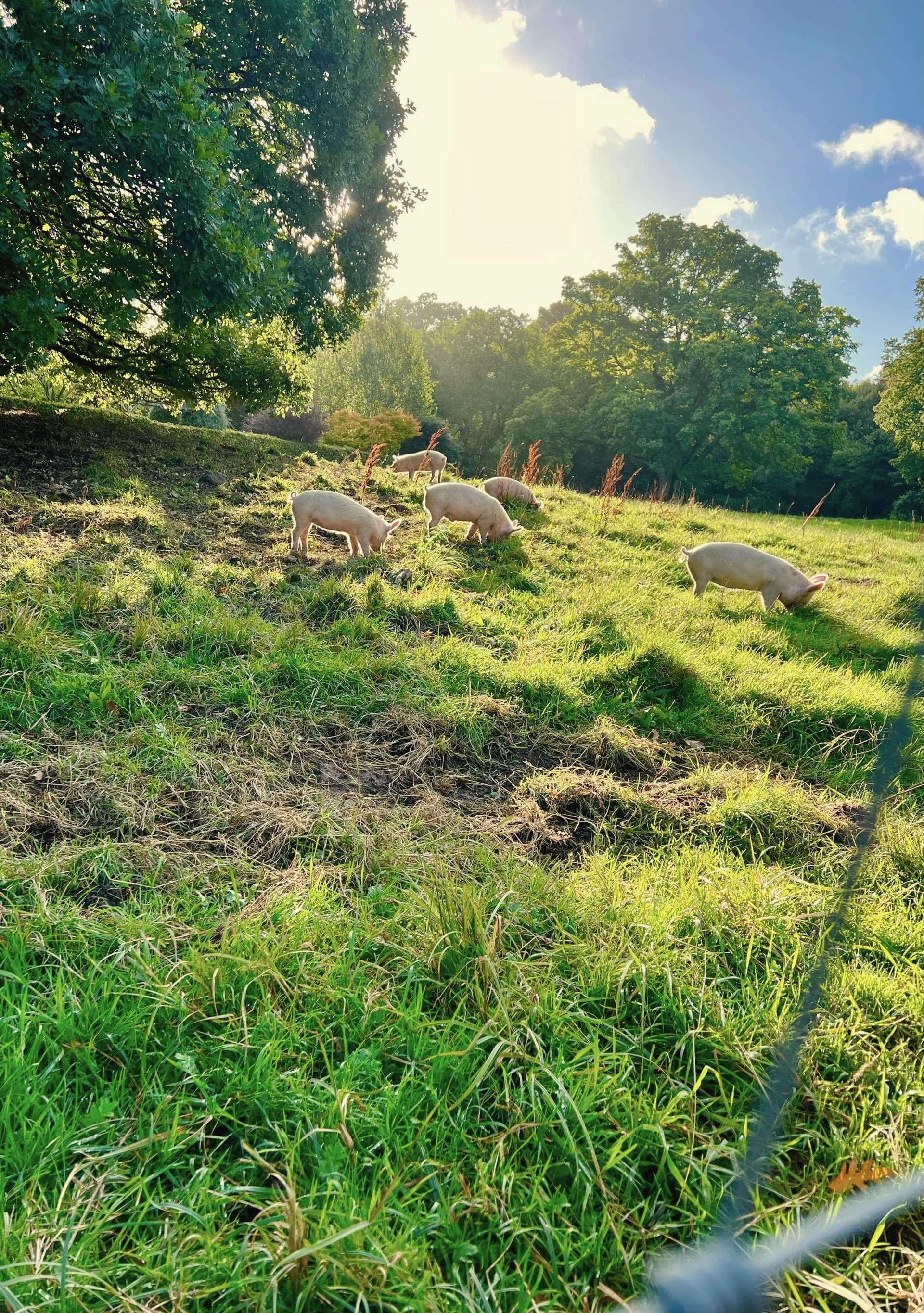 Cerdos sueltos en un prado en pendiente junto al bosque