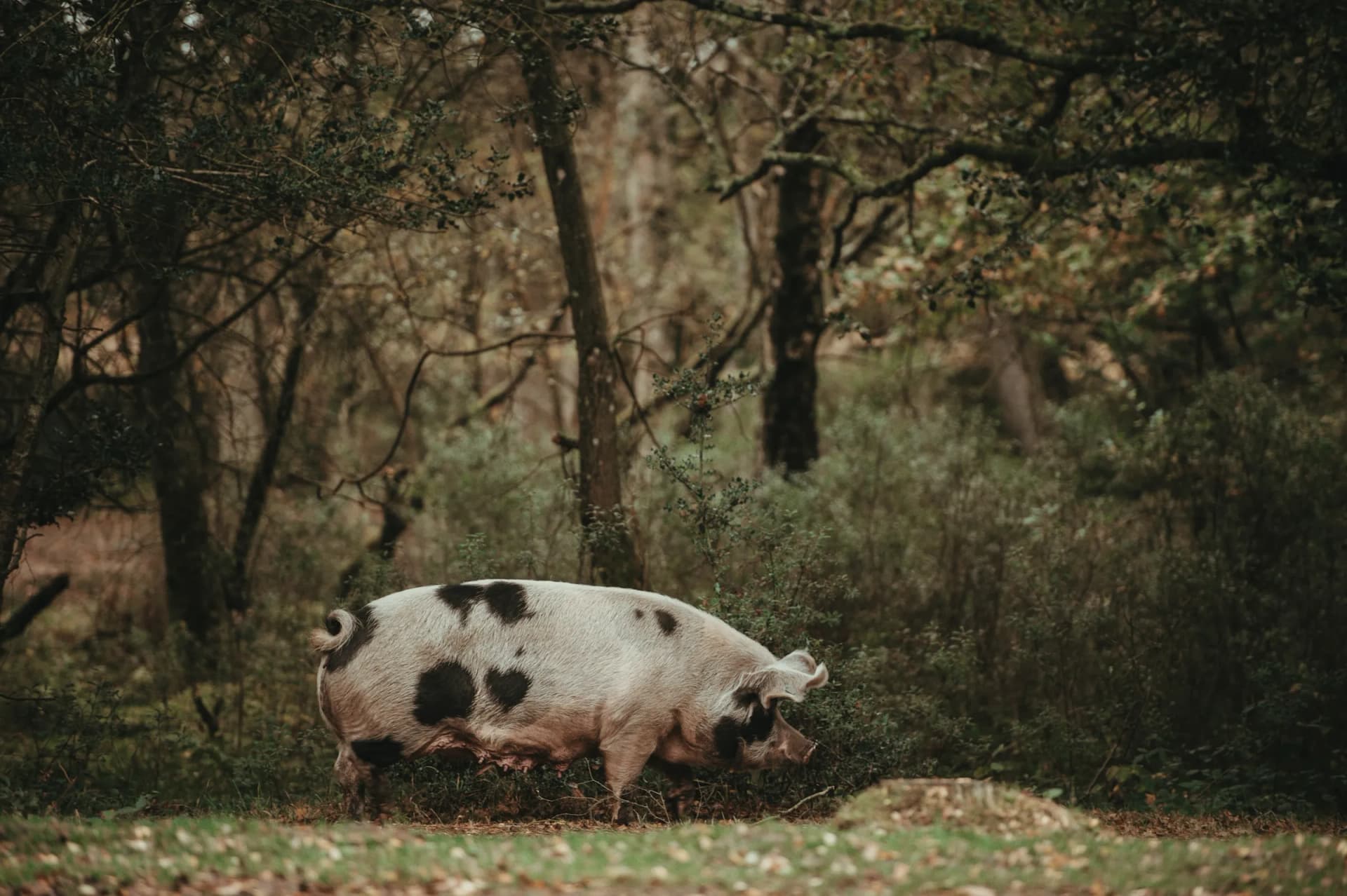 Un cerdo pinto husmea bajo los árboles