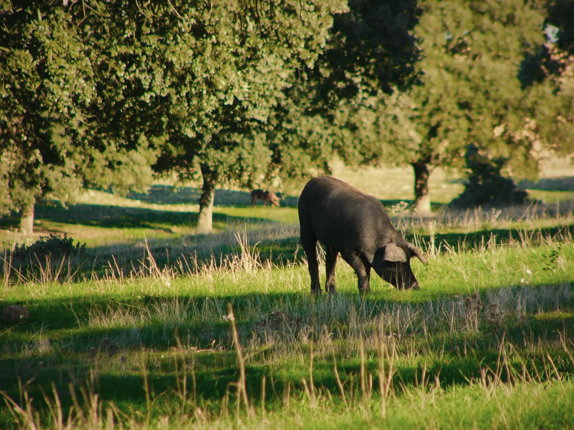 Un cerdo negro pasta entre encinas con la luz de la tarde