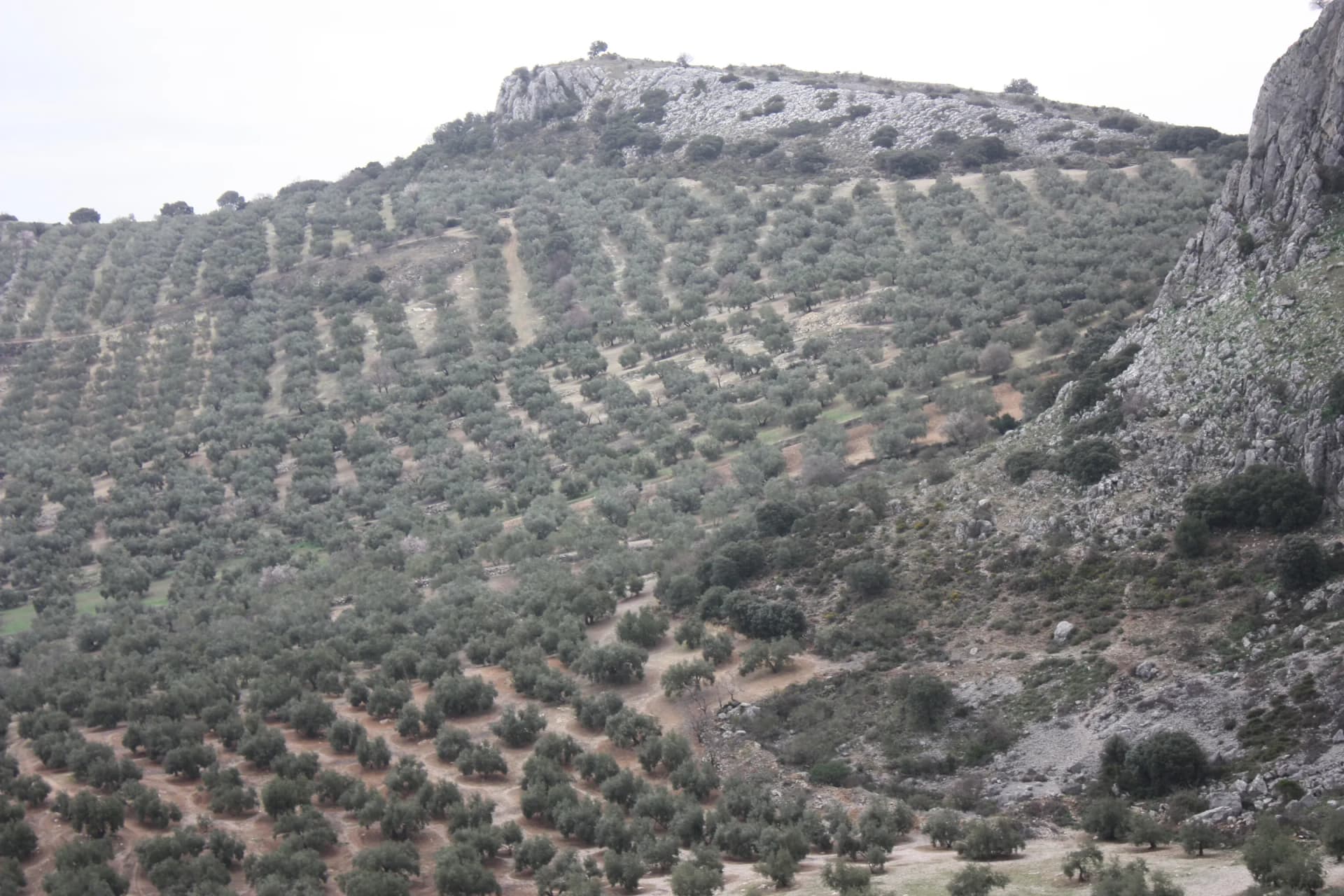 Ladera pedregosa plantada de olivos en cuadrícula