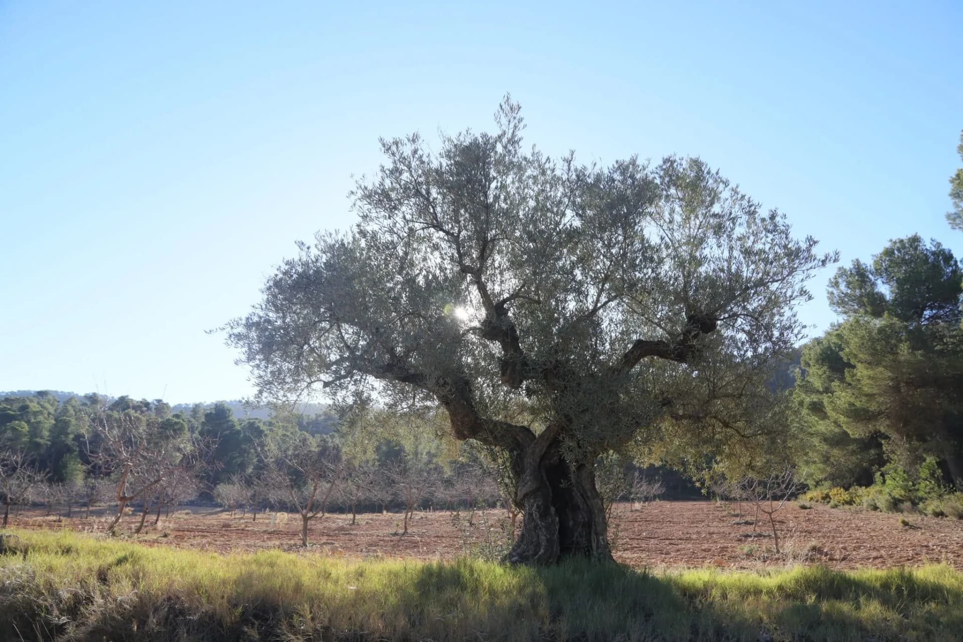 Un olivo viejo y solitario a contraluz sobre un campo de tierra roja