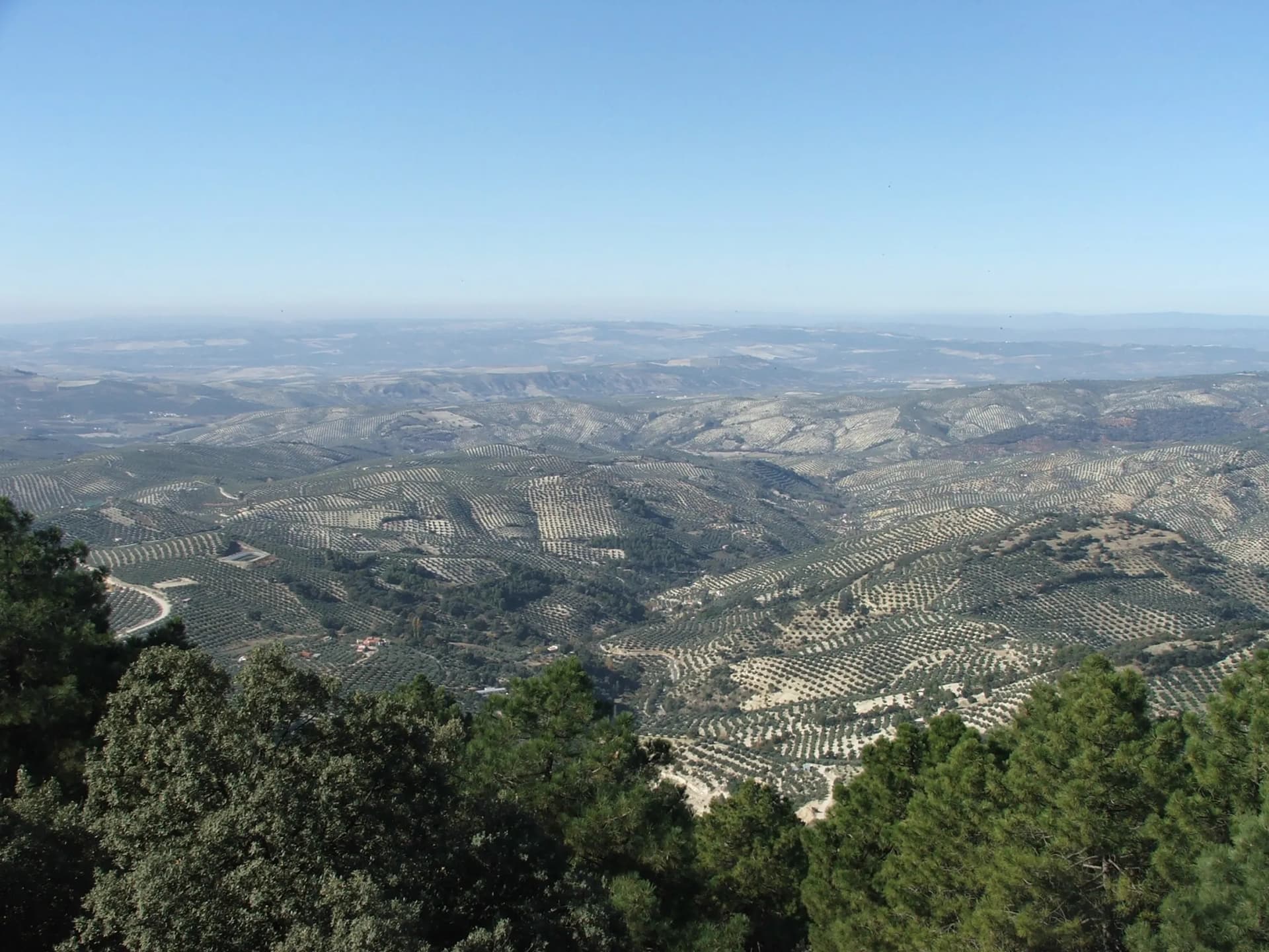 Vista alta de un valle cubierto de olivar hasta las lomas del fondo