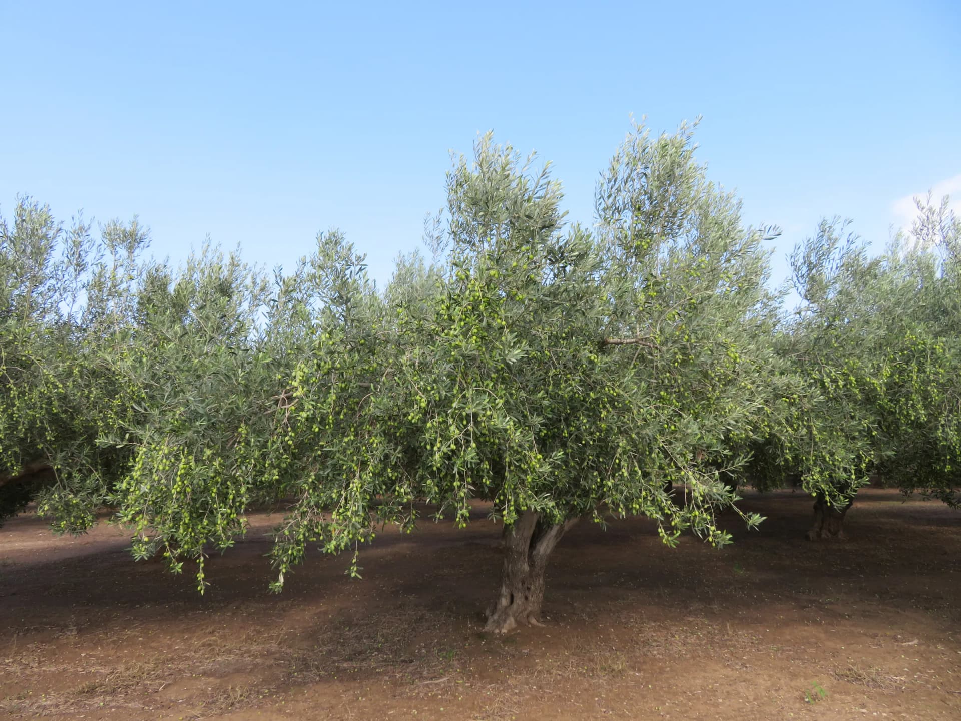 A row of young irrigated olive trees
