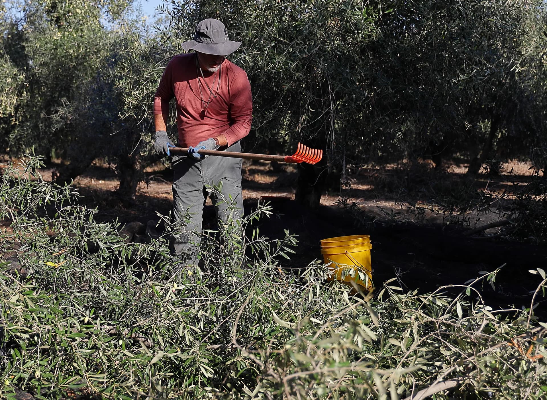 A man in a hat picks olives with a mechanical comb