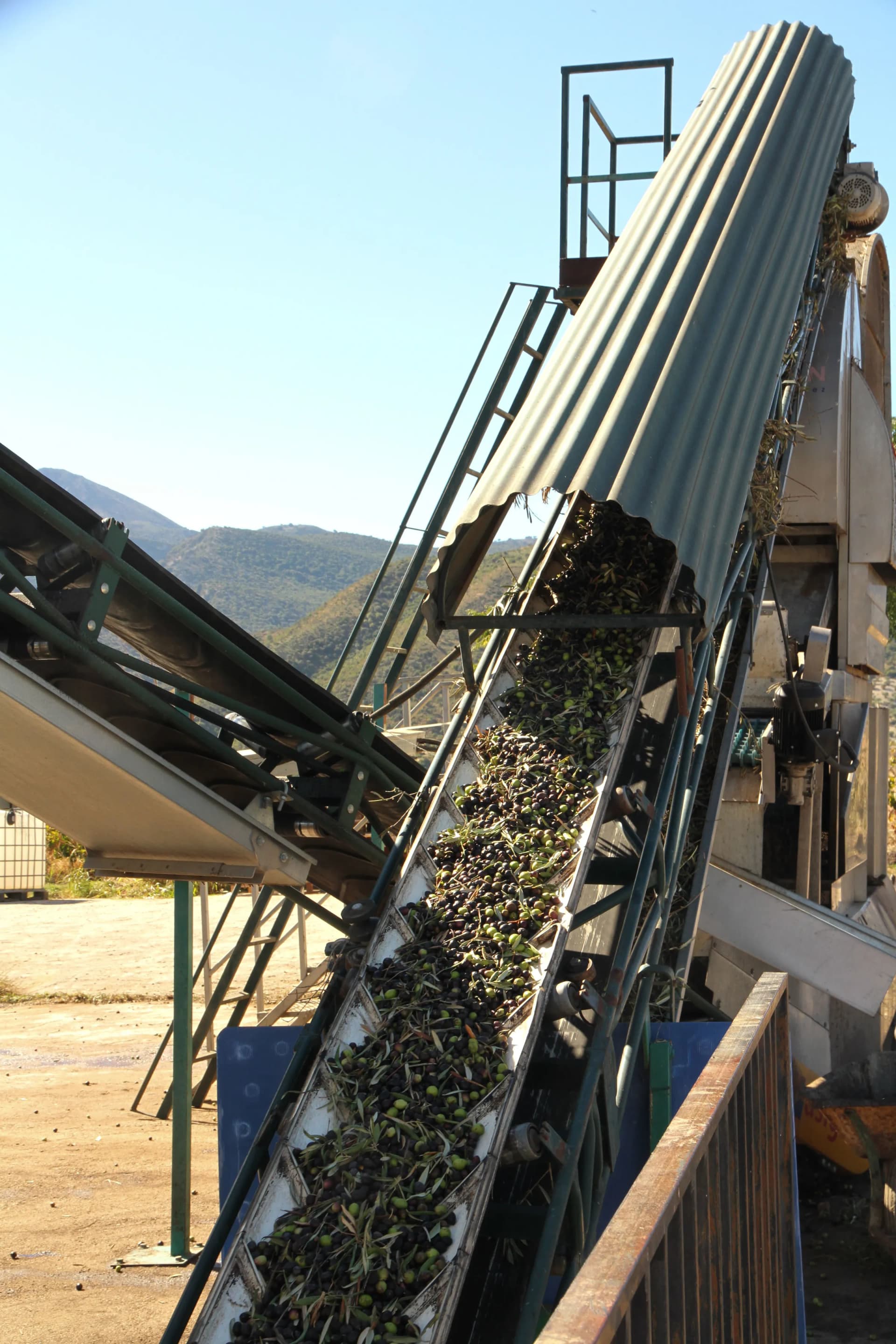 The olives go into the mill on the conveyor belt