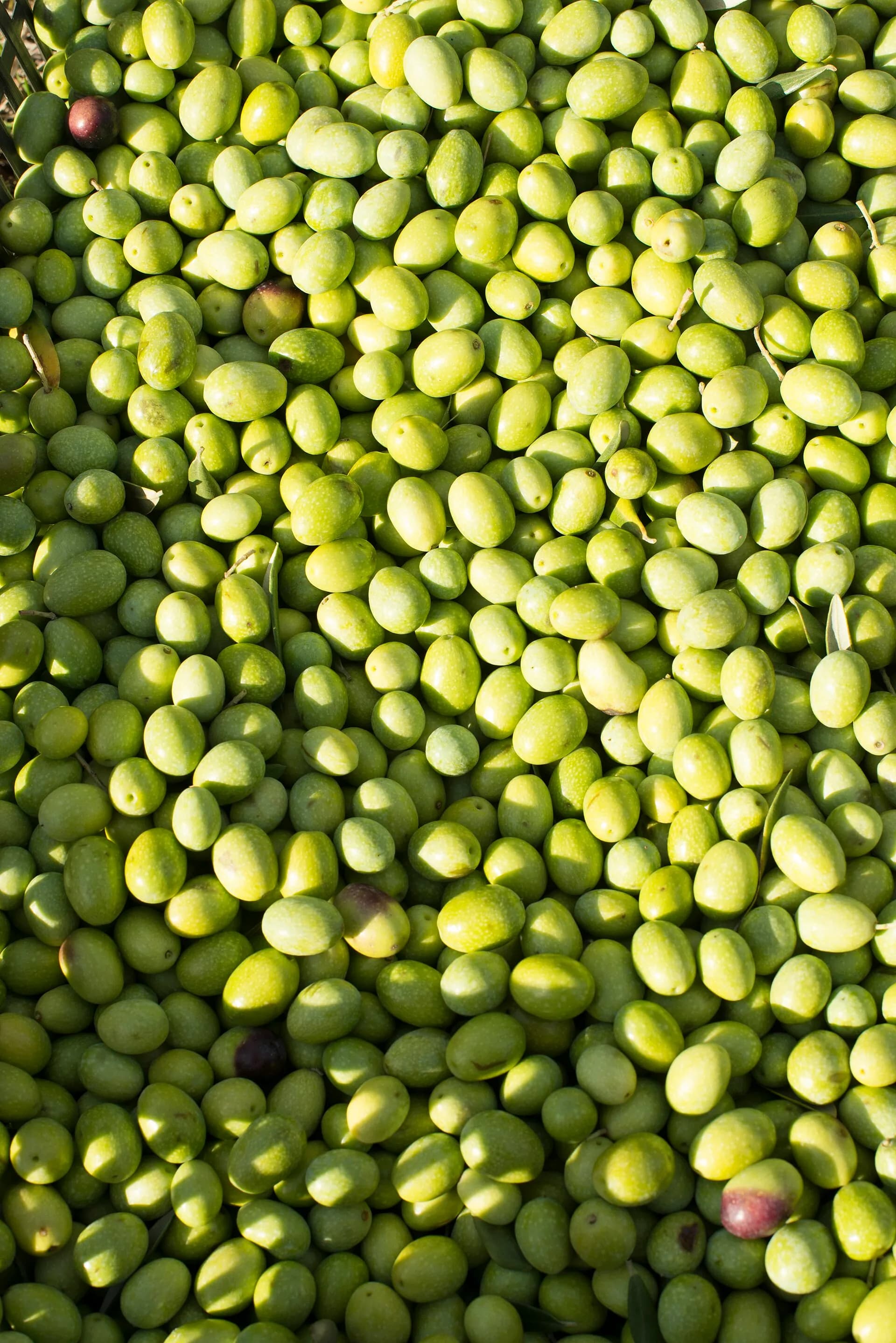 Freshly picked green olives, up close