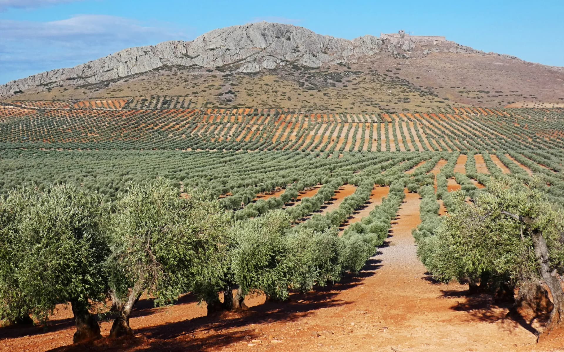 Hileras rectas de olivos de regadío sobre tierra roja, con la sierra al fondo