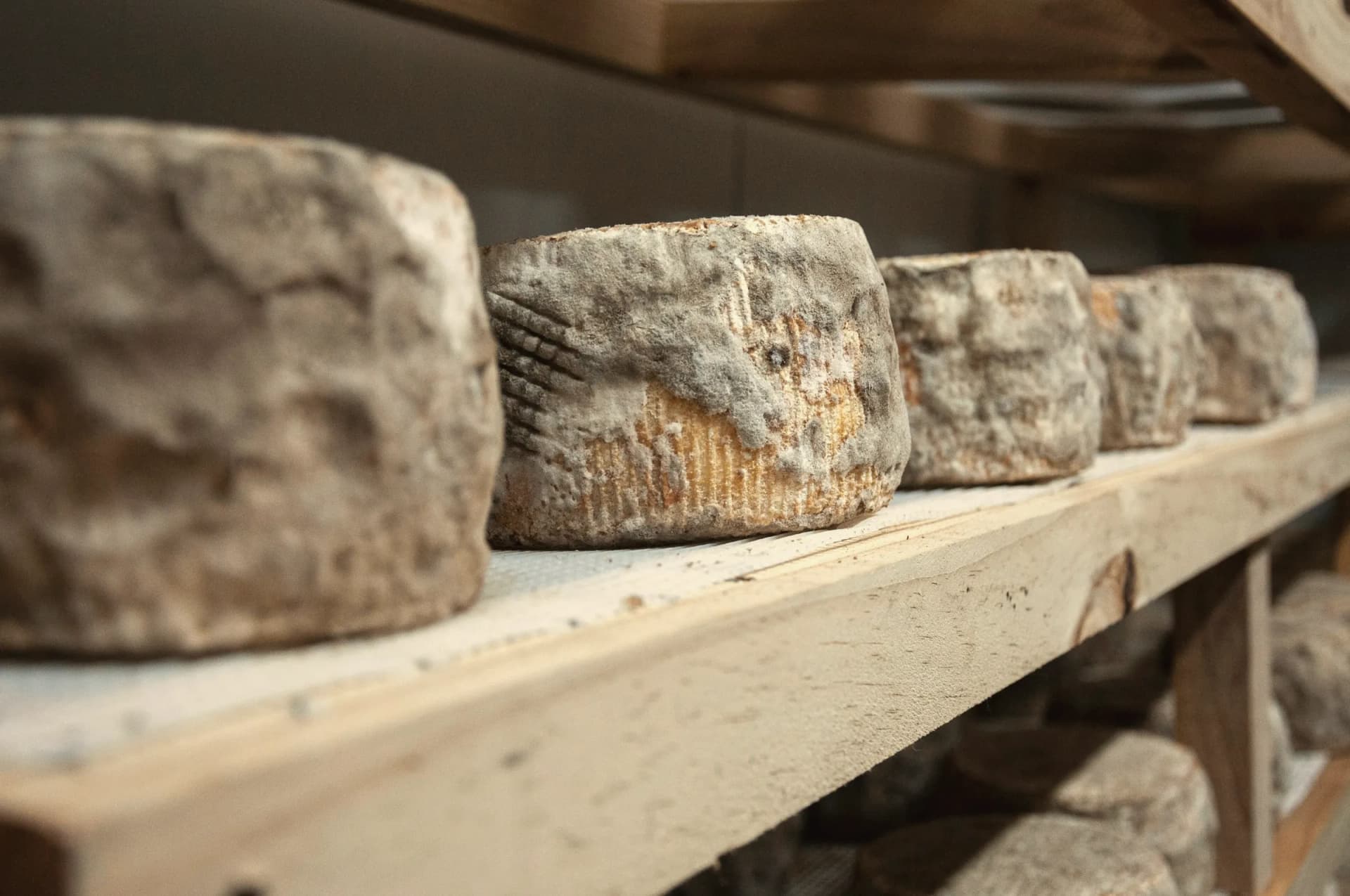 Quesos de corteza natural curándose en una tabla de madera