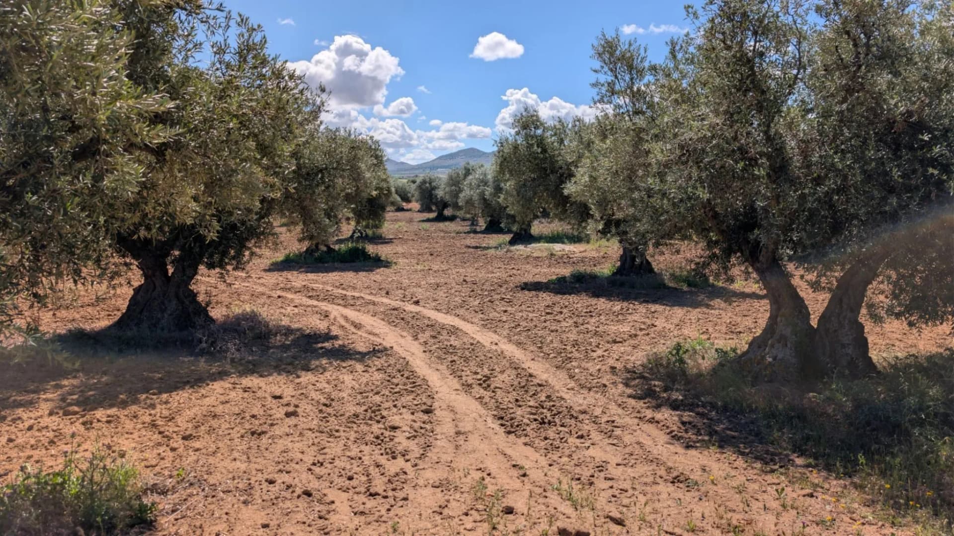 Camino de tierra entre dos hileras de olivos de tronco grueso