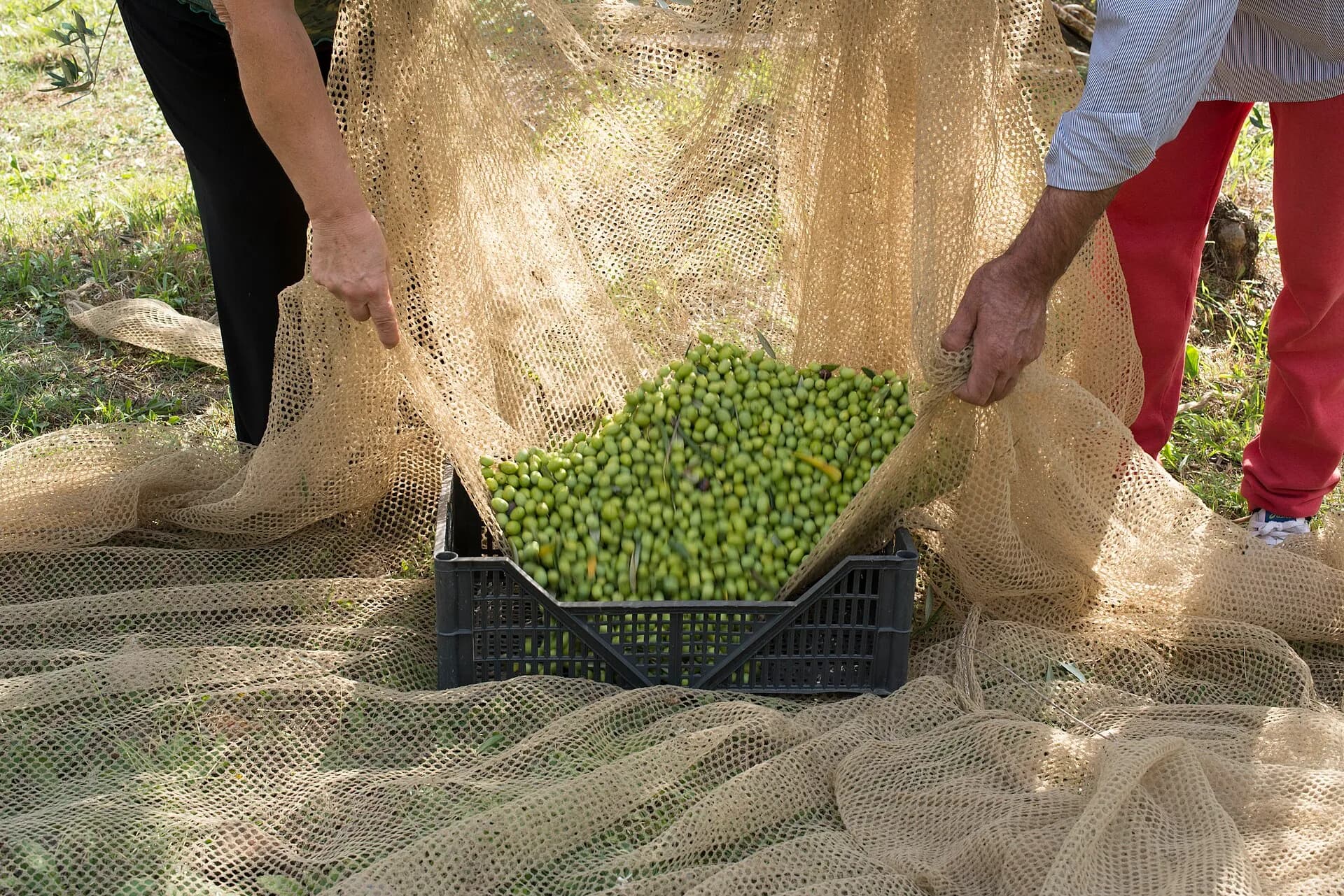 Dos manos vuelcan la malla llena de aceituna verde en la caja