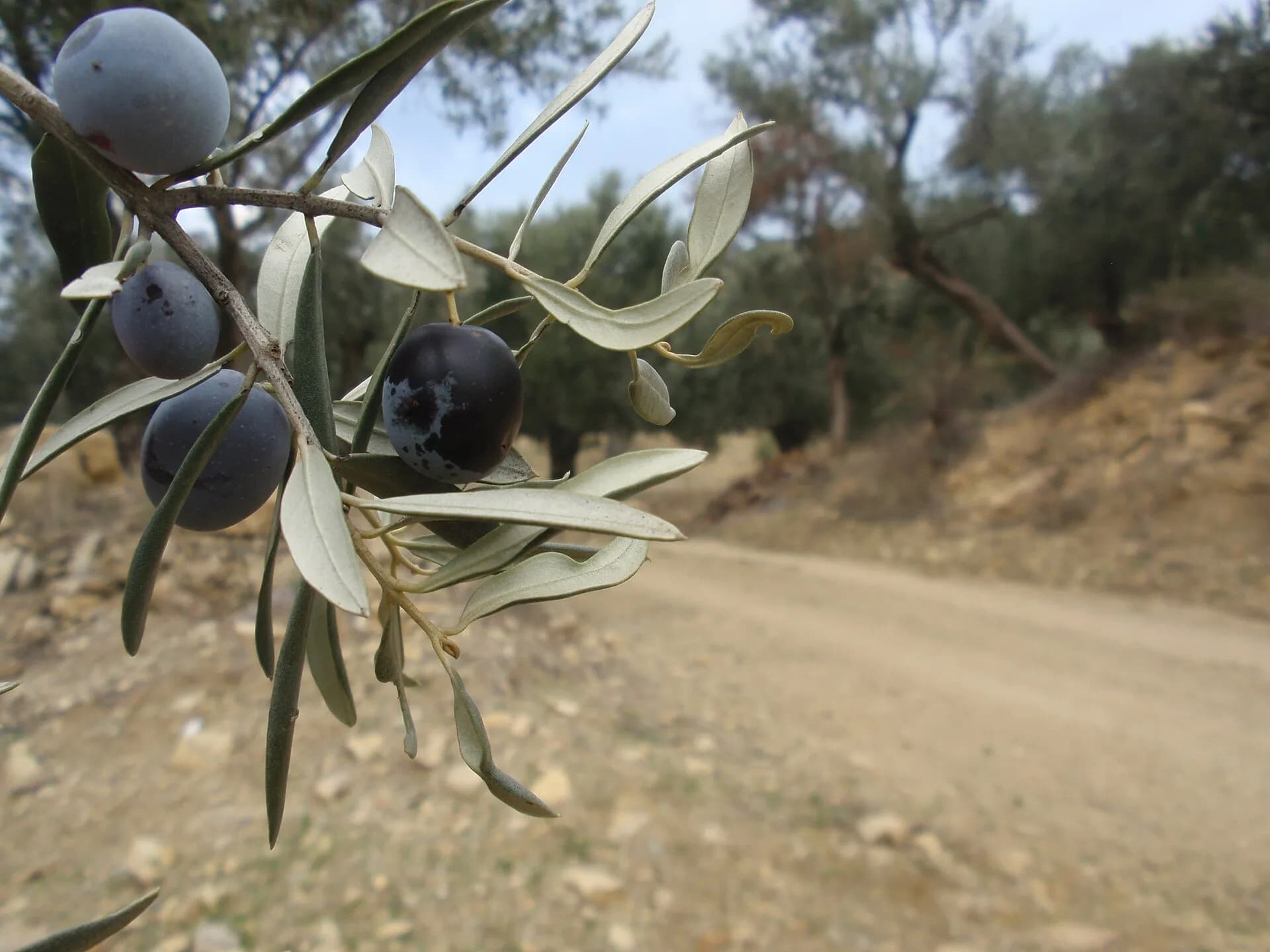 Aceituna en la rama junto a un camino de tierra