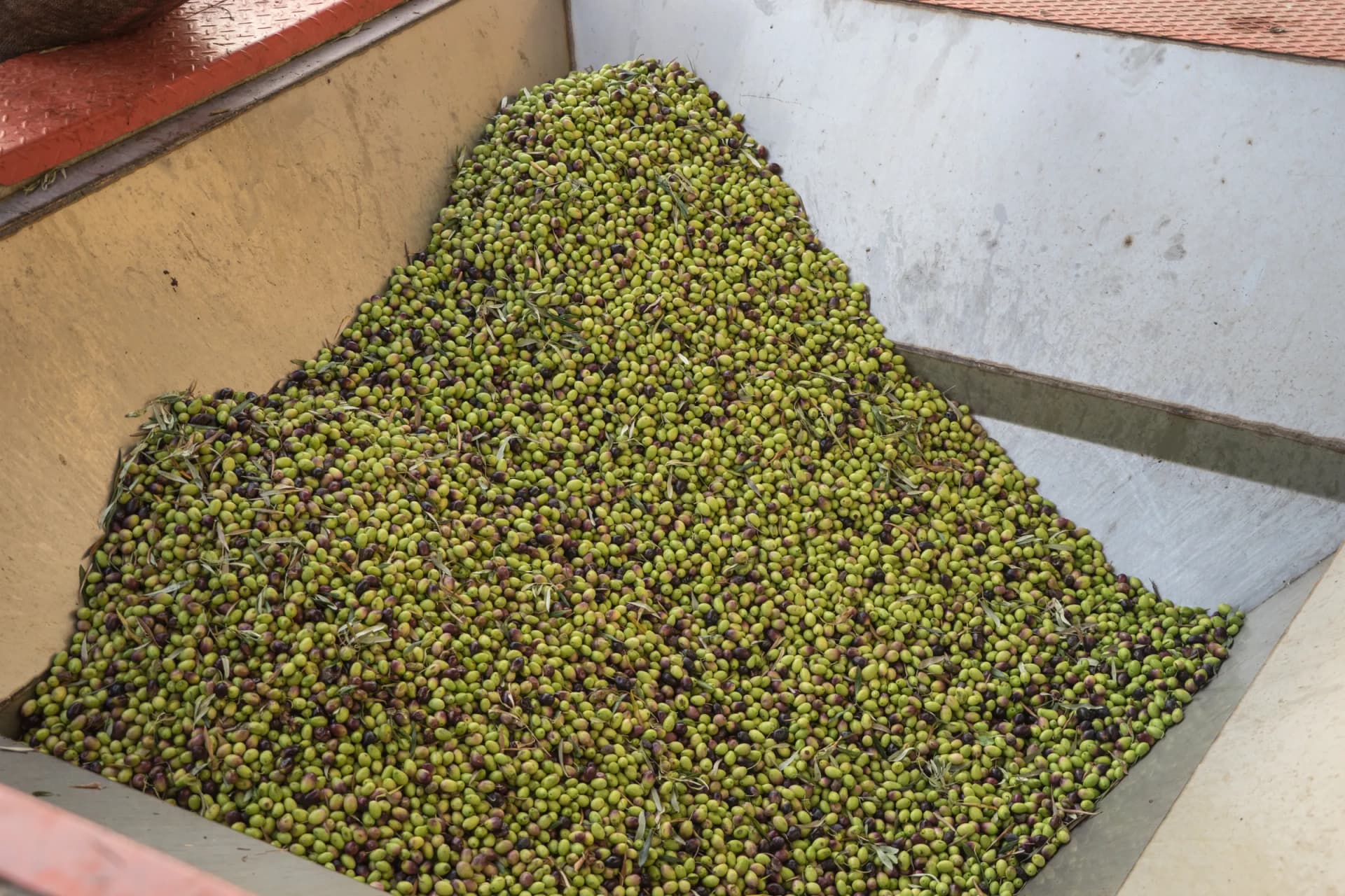 Montón de aceituna recién descargada en la almazara