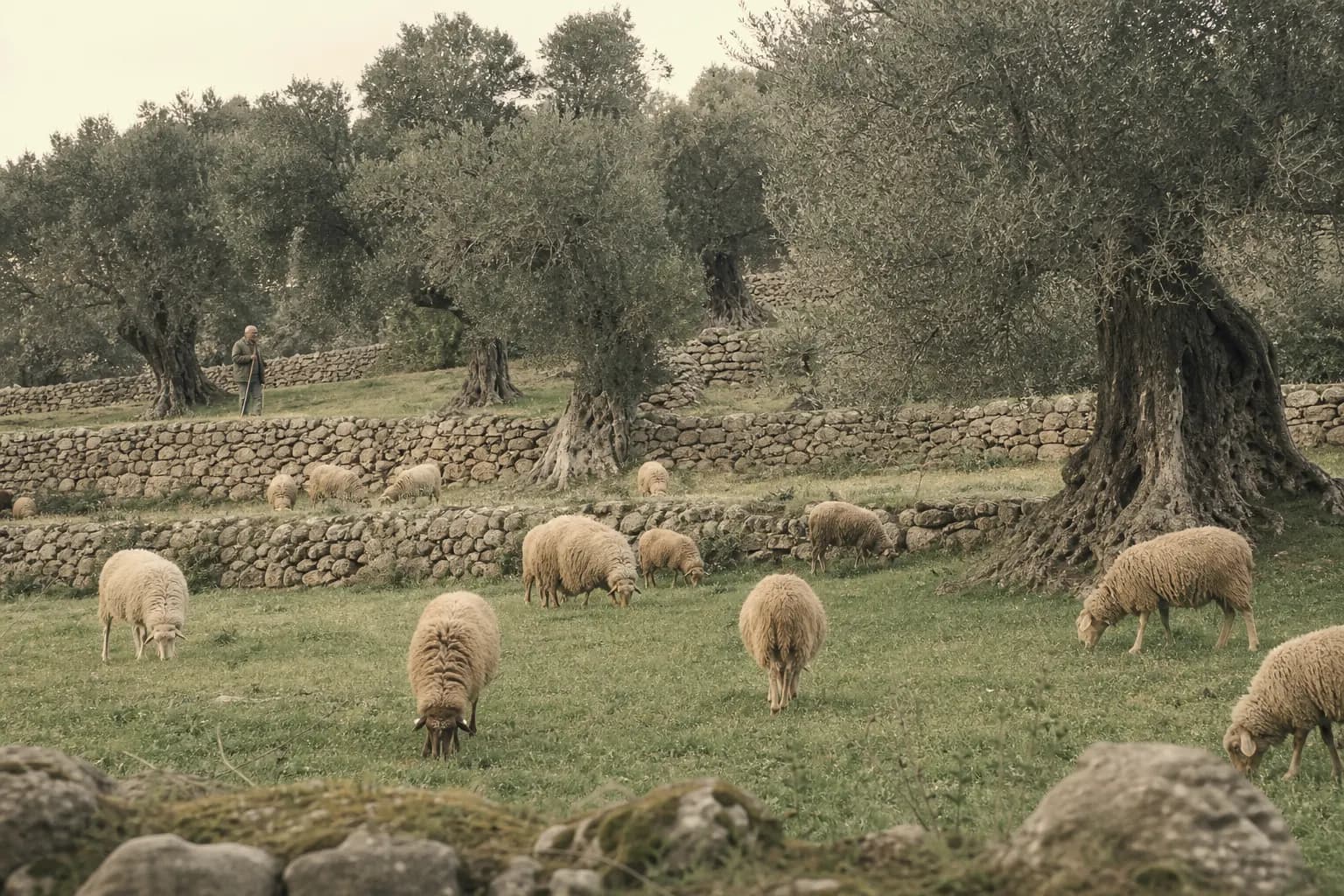 A neighbour's sheep graze under the ancient olive trees in winter