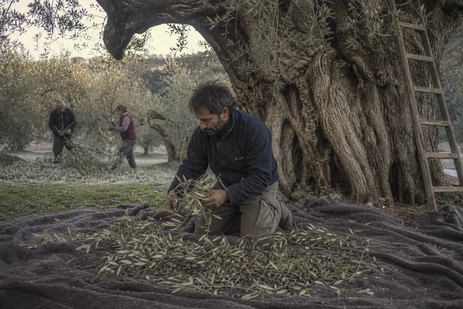 Lluís Ferràs strips olives by hand from an ancient tree onto a blanket