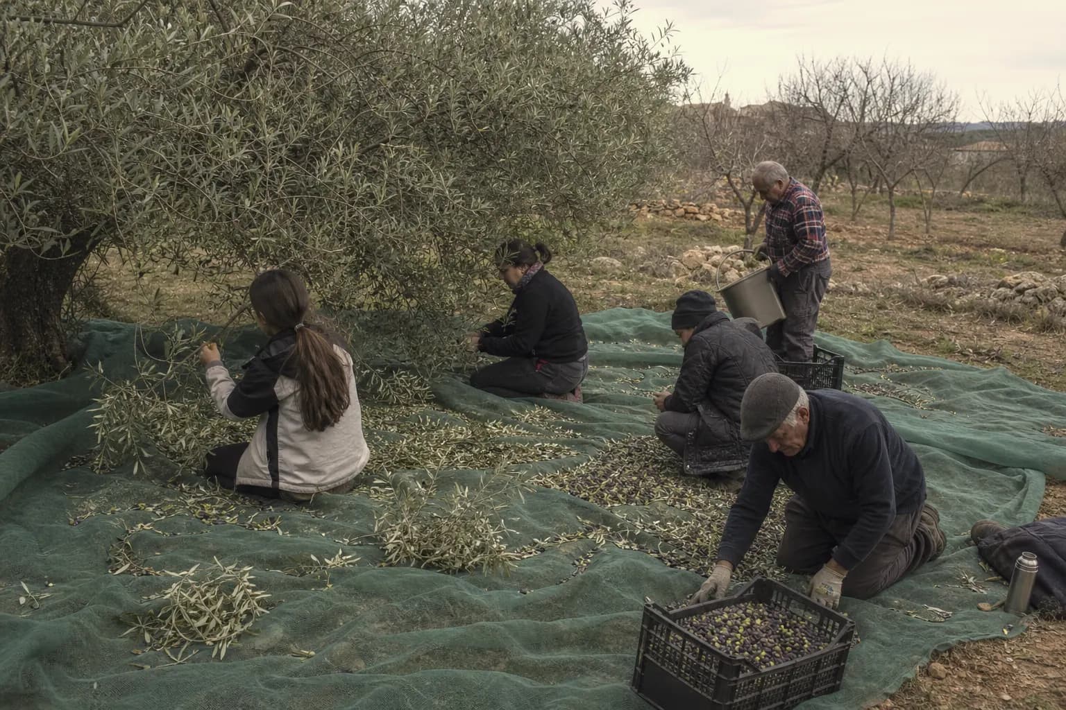 Cousins of all ages pick olives by hand onto blankets in Valderrobres