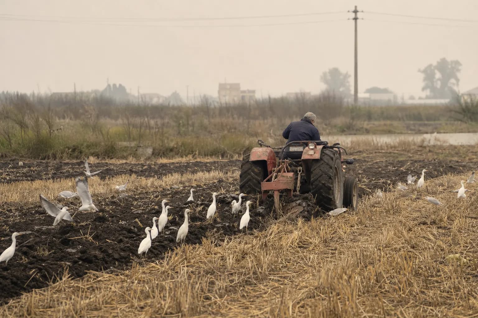 A tractor ploughs the rice straw back into the field instead of burning it