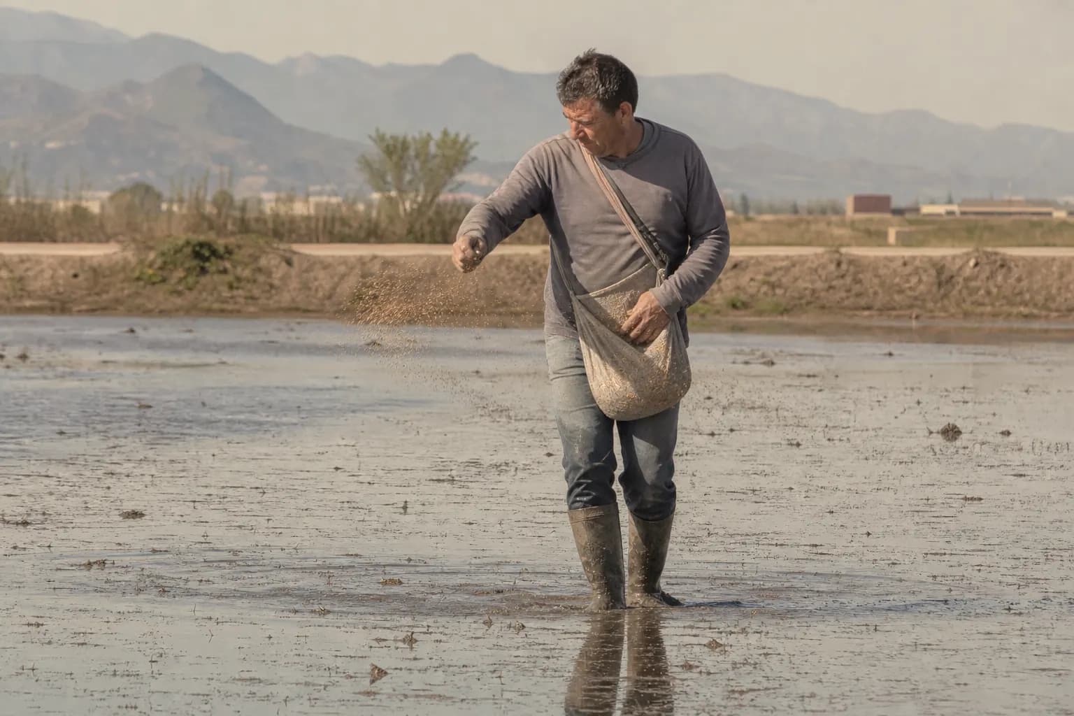 A farmer broadcasts rice seed by hand over a newly flooded field in May