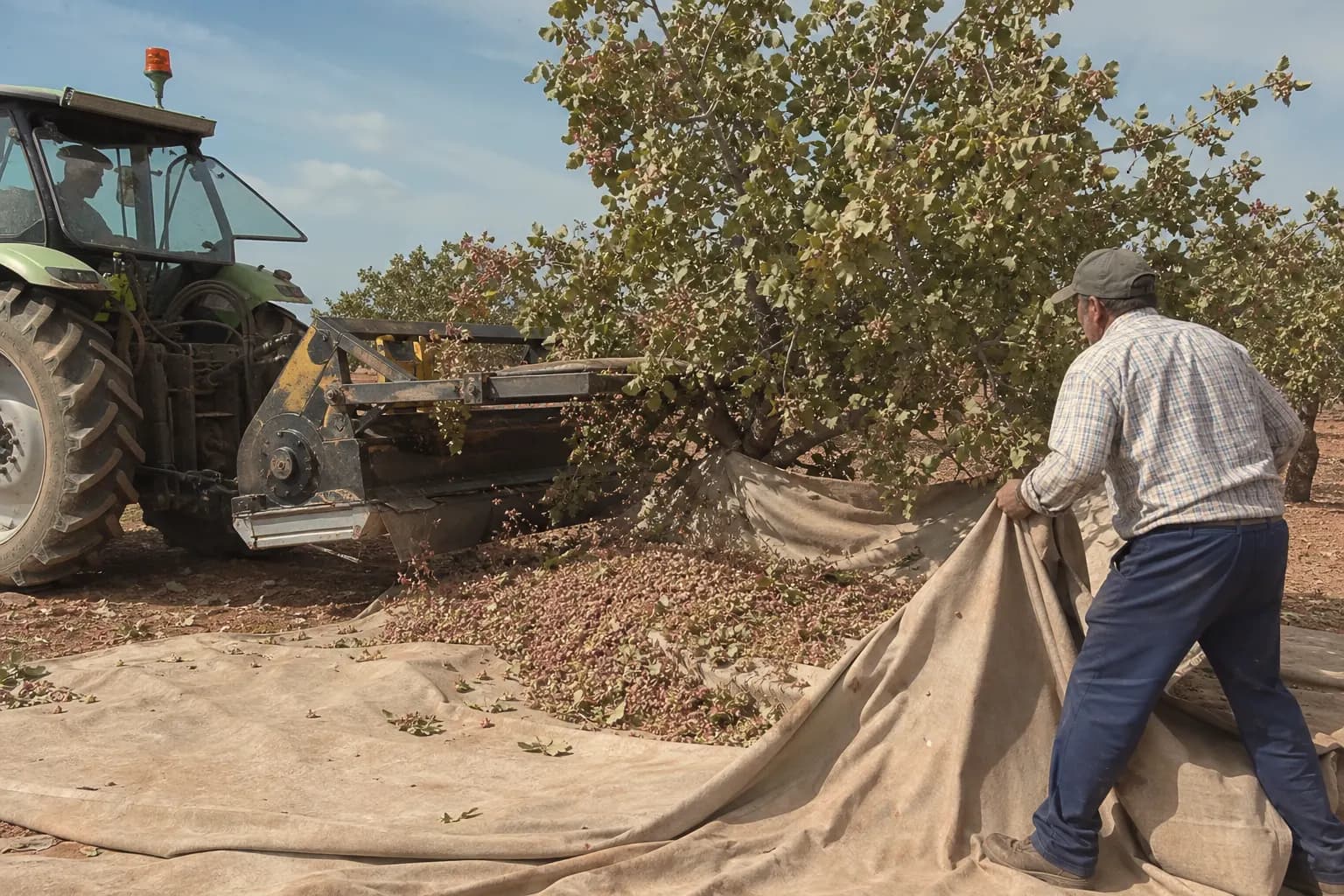 A shaker vibrates a pistachio tree and the nuts fall onto a sheet